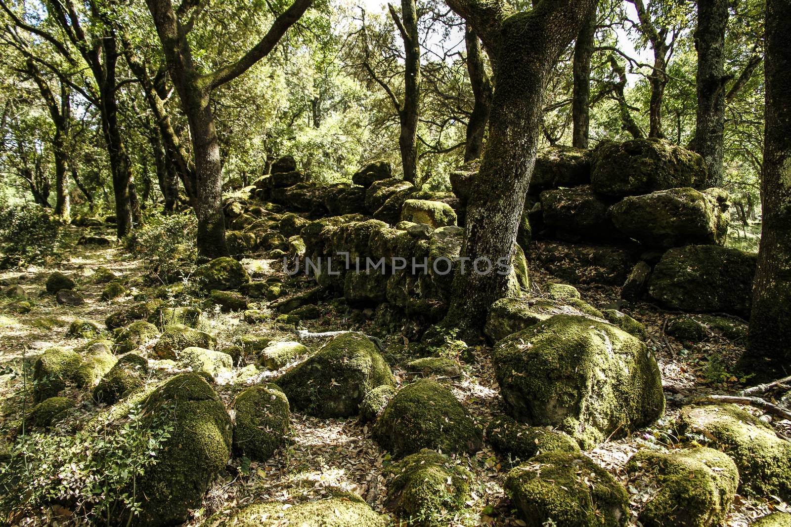 The sun's rays filter through the branches of dense vegetation in the forest with moss-covered boulders