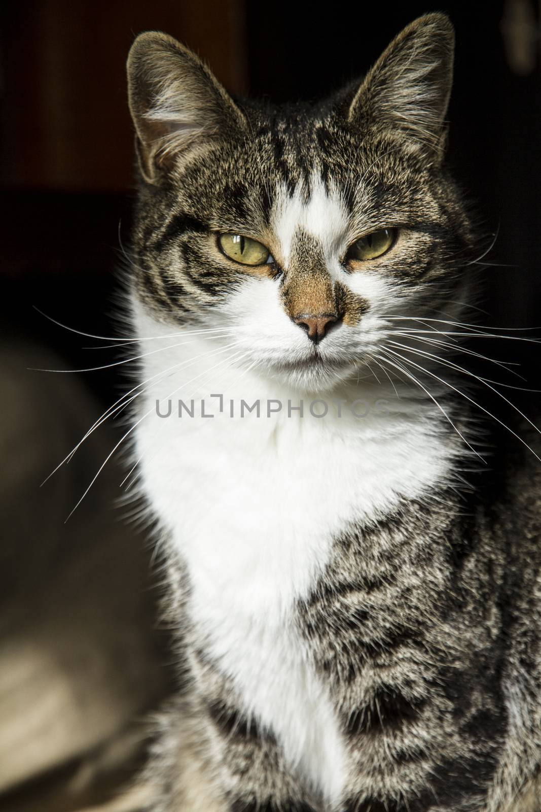 loving cat stands proudly posing in front of the lens with an almost defiant look