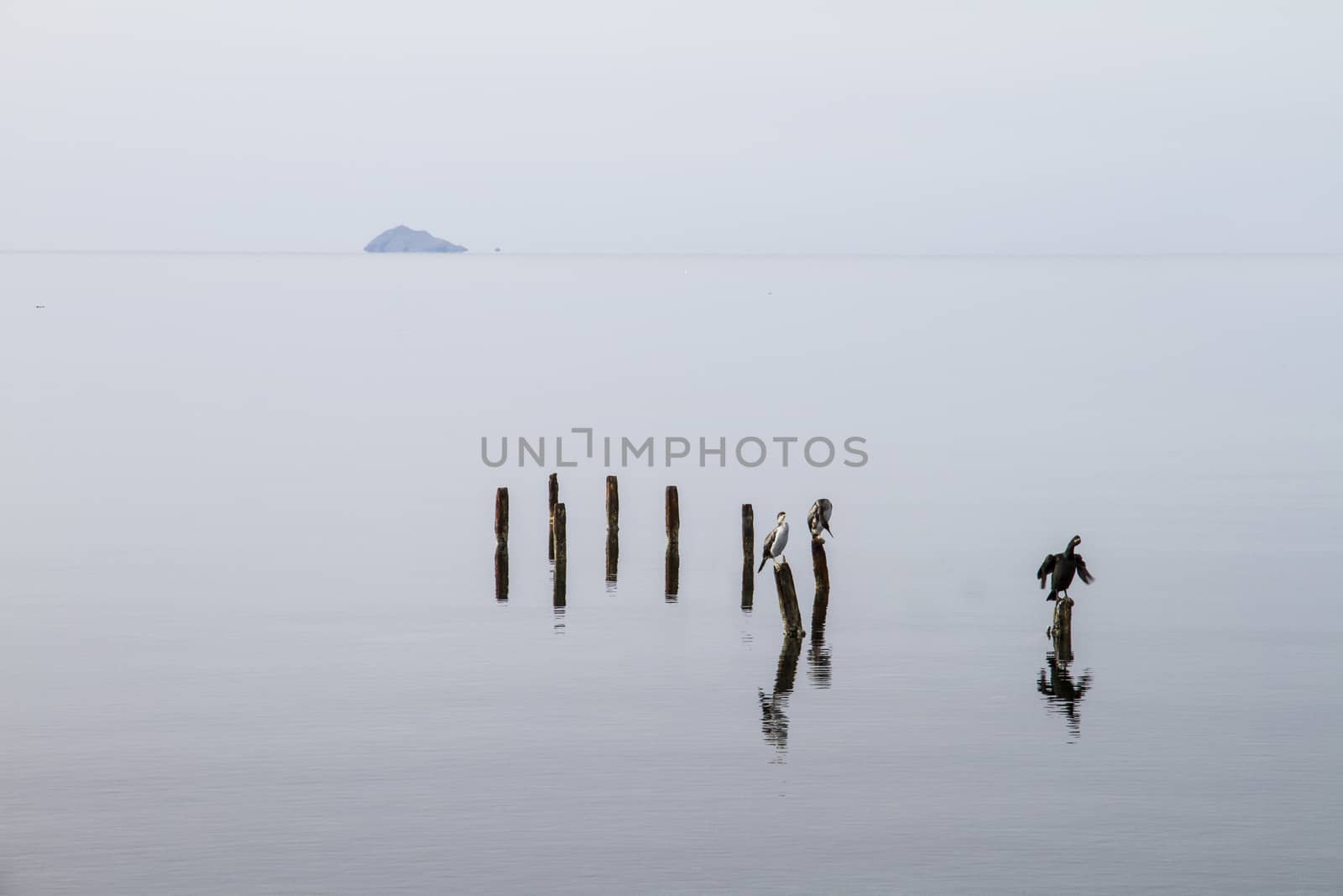 Three cormorants perched on poles that emerge from the flat water patiently wait to catch a fish