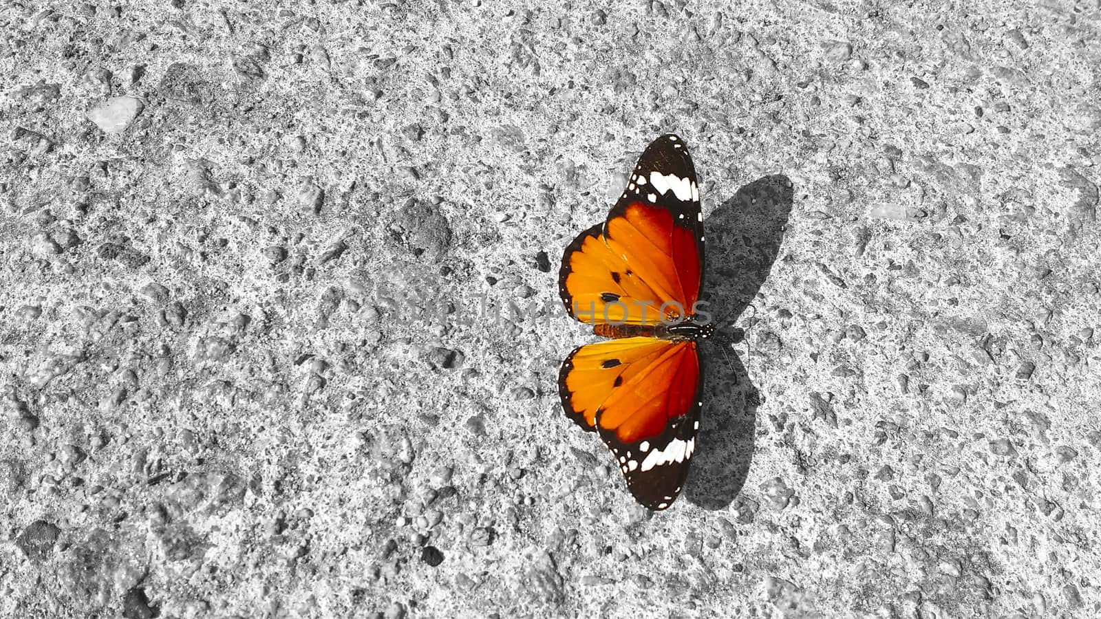 A butterfly Danaus Chrysippus, Plain Tiger, resting on a concrete wall: its beauty and elegance in contrast to the roughness of the raw material