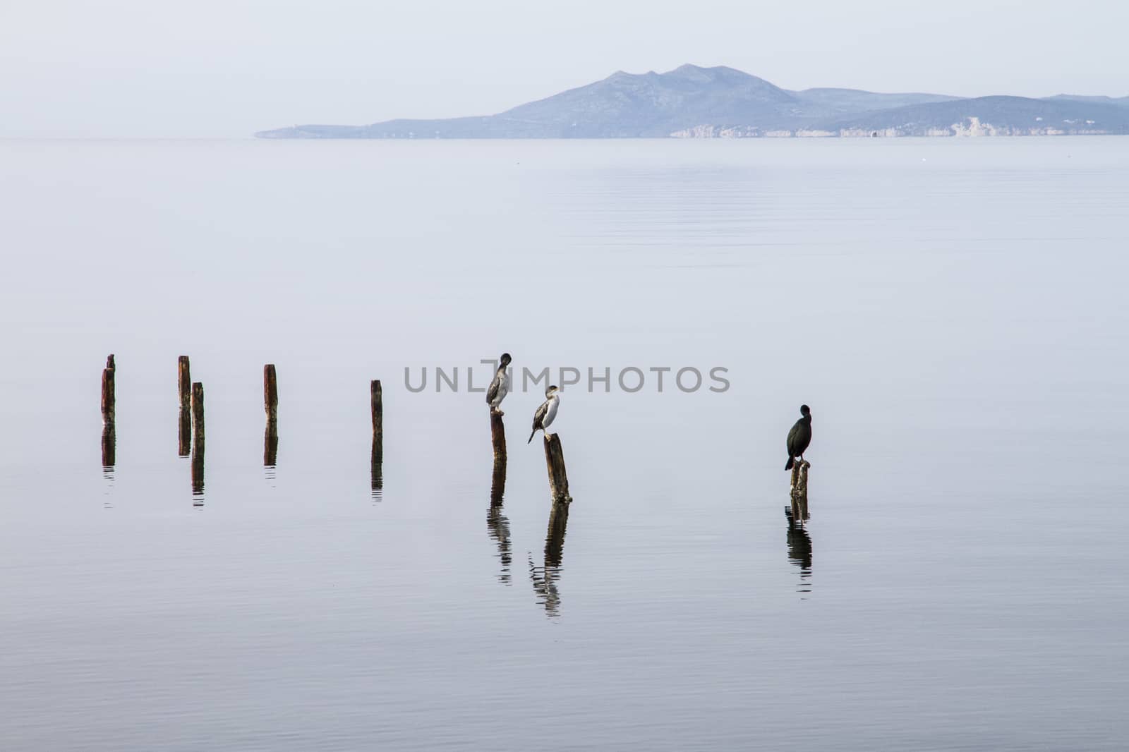 Three cormorants perched on poles that emerge from the flat water patiently wait to catch a fish