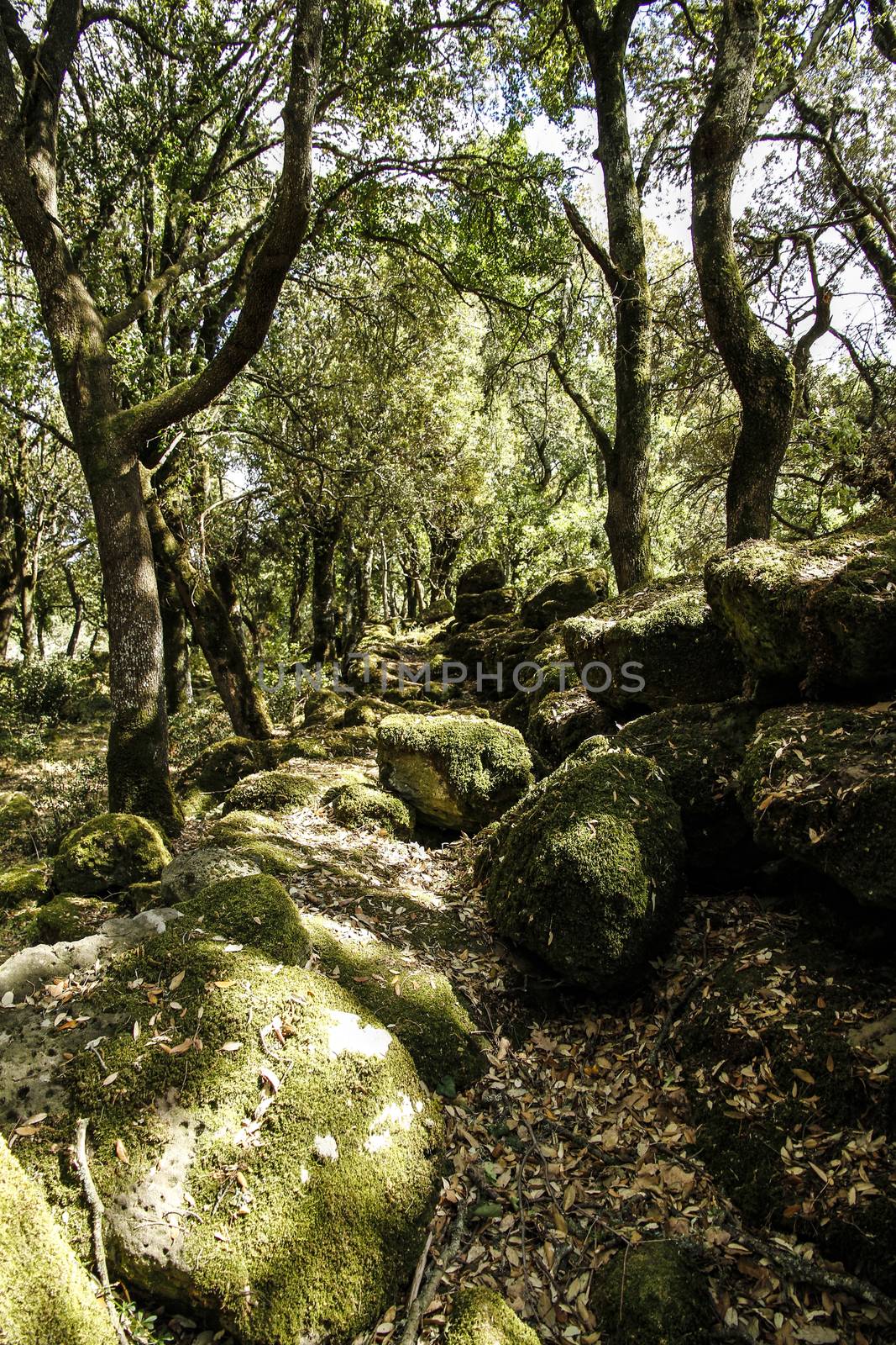 The sun's rays filter through the branches of dense vegetation in the forest with moss-covered boulders