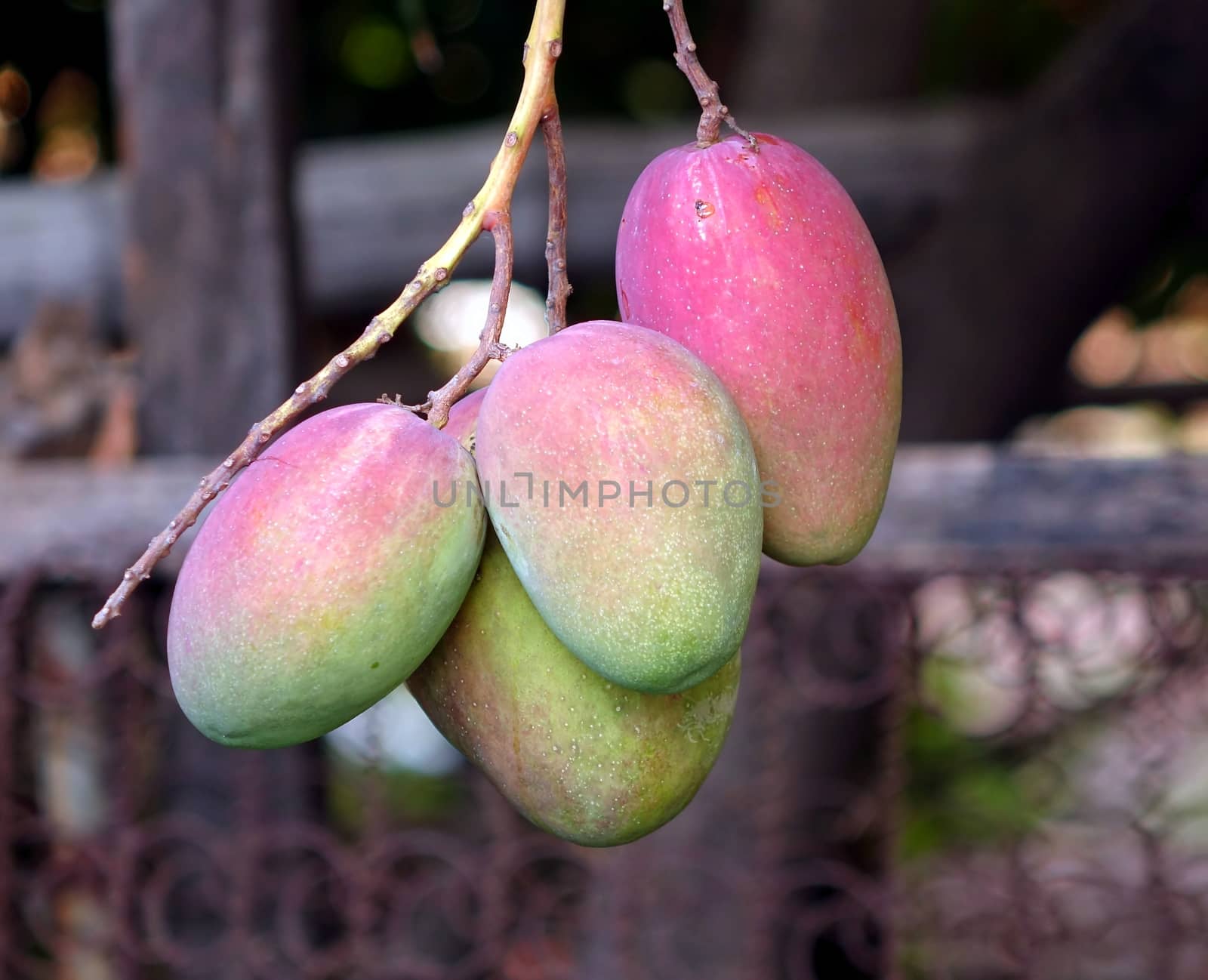 A tree branch with ripening Irwin mango fruits.
