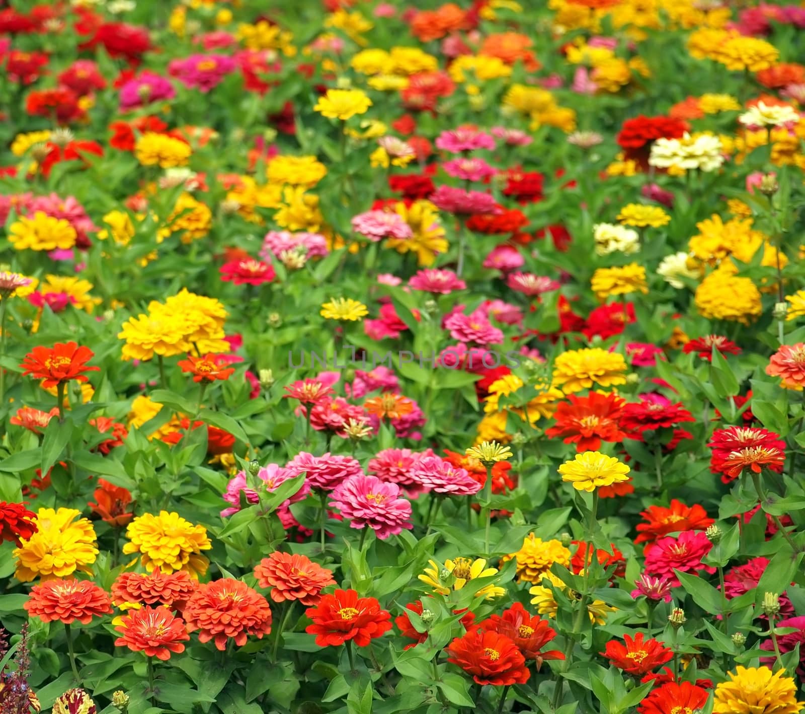 Brightly Colored Marigold Flowers by shiyali