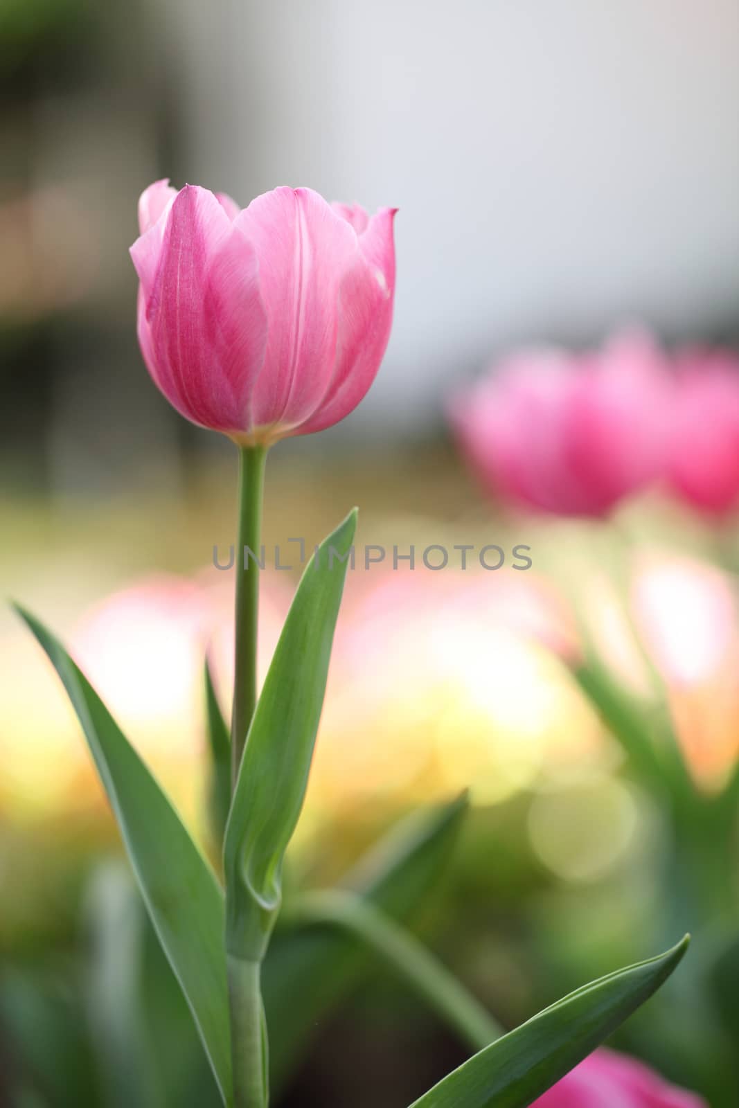Pink Tulips  by piyato