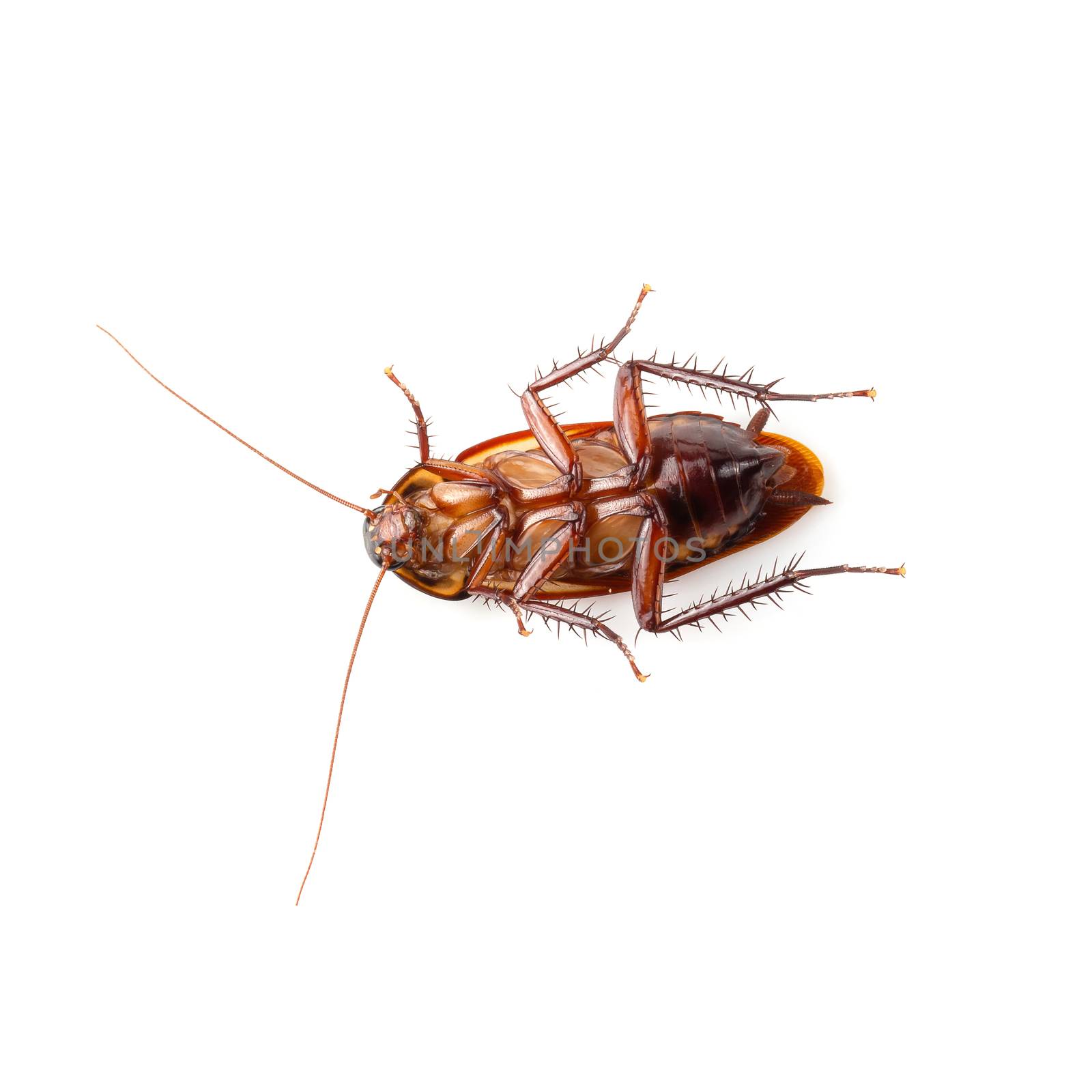 close-up cockroach isolated over a white background by kaiskynet