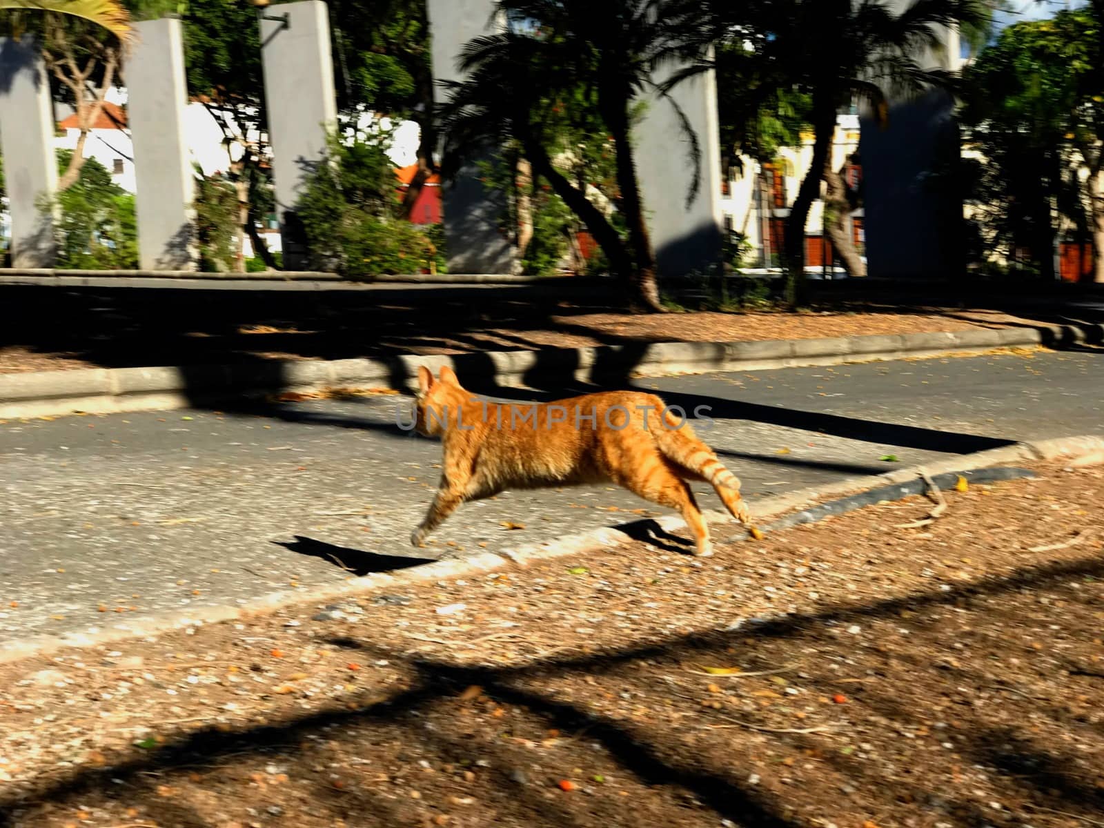 CAT RUNNING AWAY IN THE PARK 2