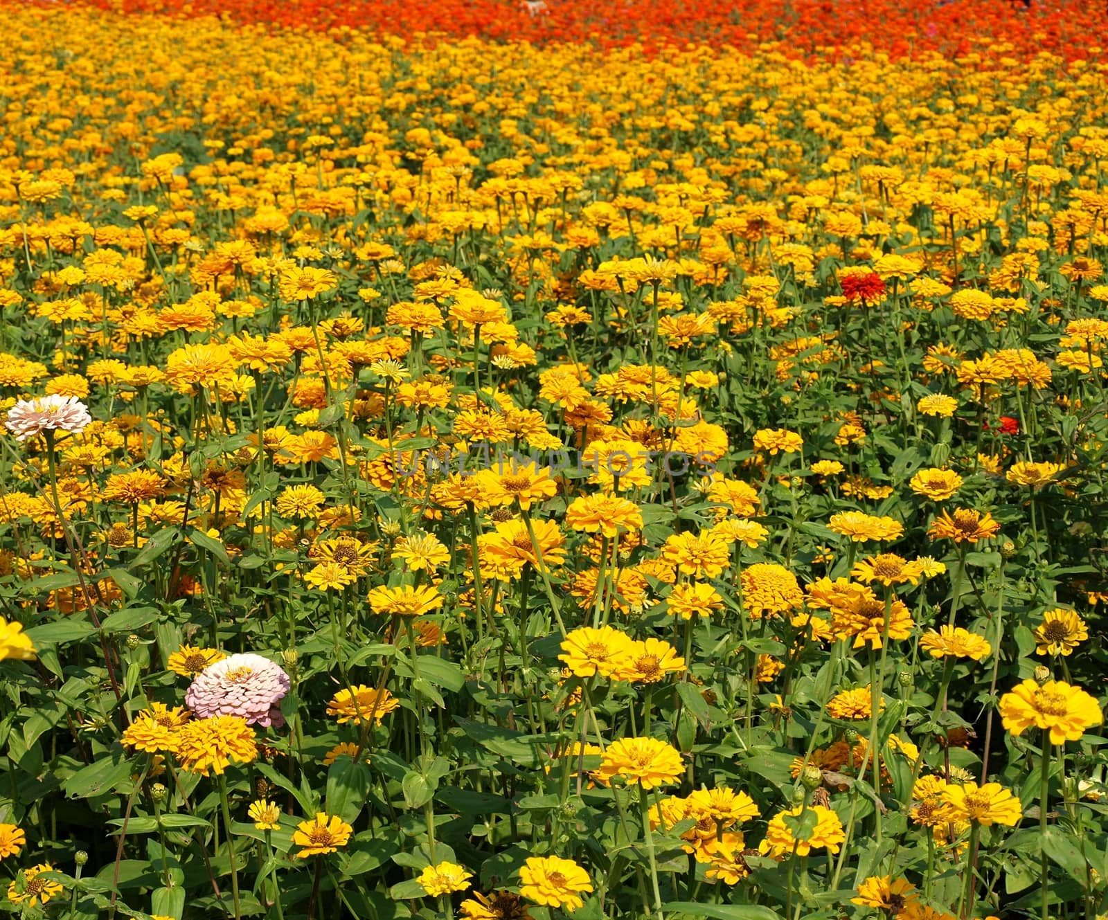 A field of Marigold flowers (Tagetes Patula) in various colors.