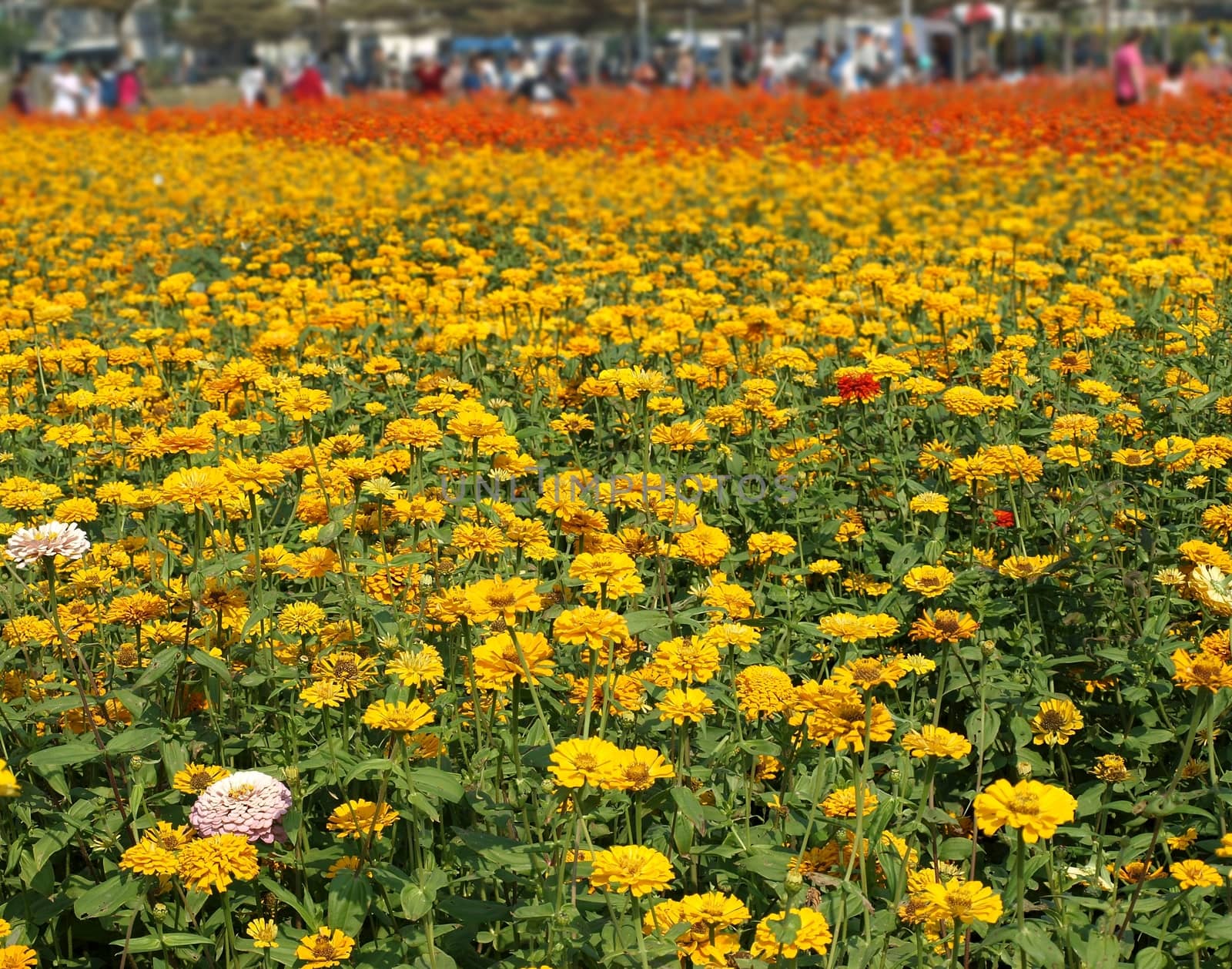 Visitors Enjoy Colorful Marigold Flowers by shiyali