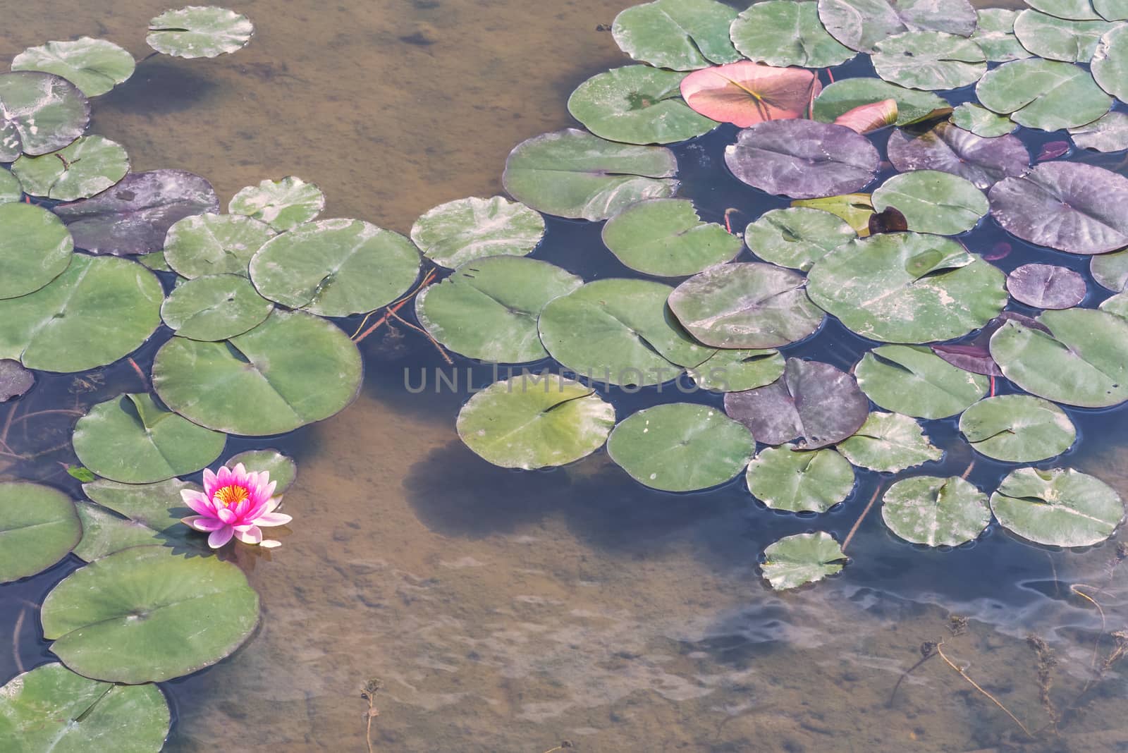 Lotus water lily water in a pond in Chengdu, Sichuan province, China