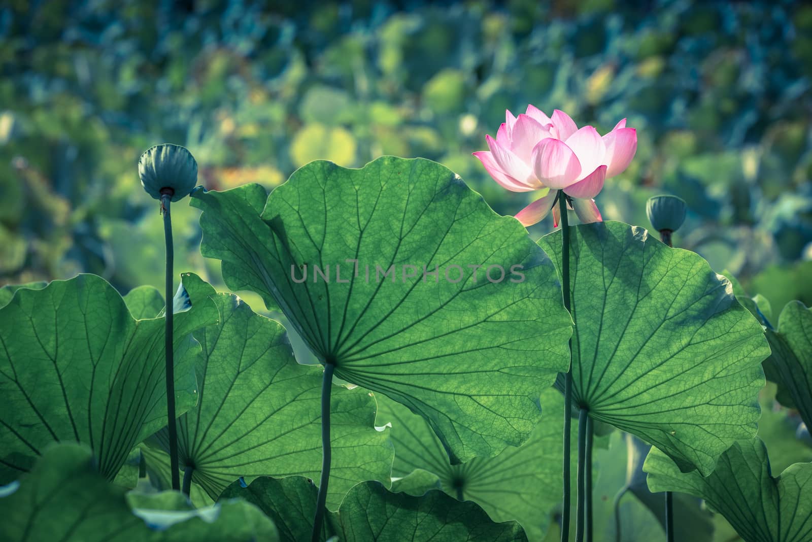 Lotus water lily flower with green leaves on a sunny day in Chengdu, Sichuan province, China