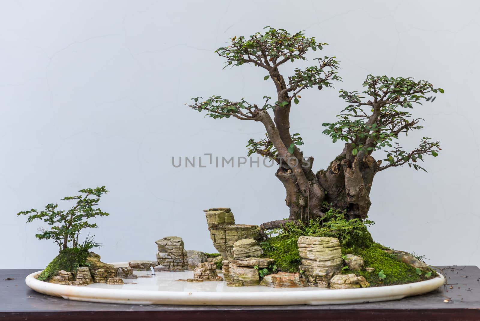 Bonsai trees with rocks in a plate against white wall