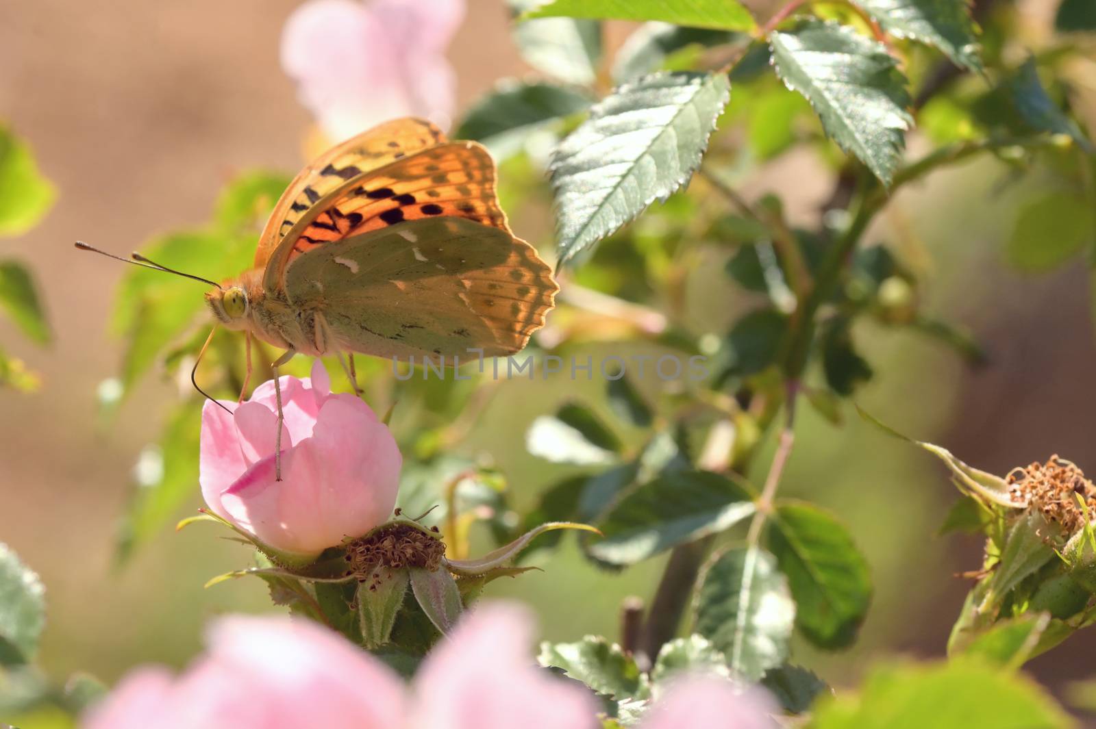 Closeup Monarch butterflies on pink flowers