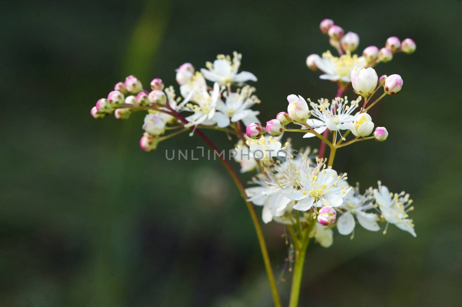 Dropwort Summer Flower Close Up Filipendula vulgaris