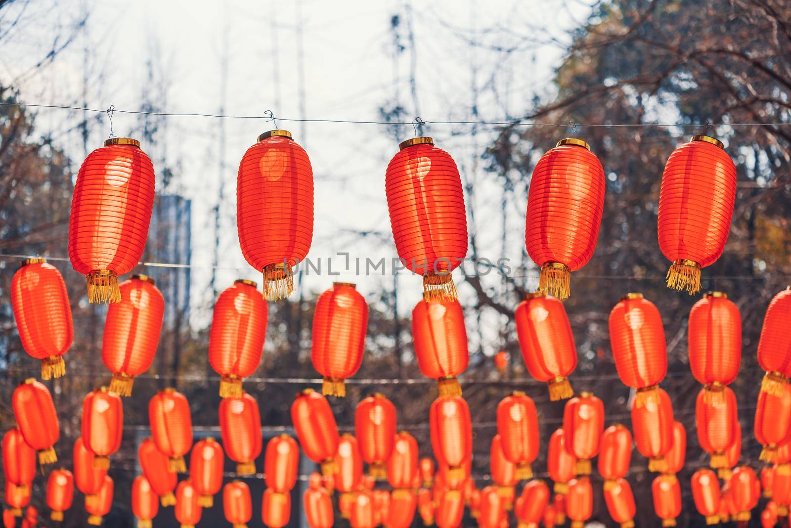 Red chinese lanterns hanging in a park for the chinese new year