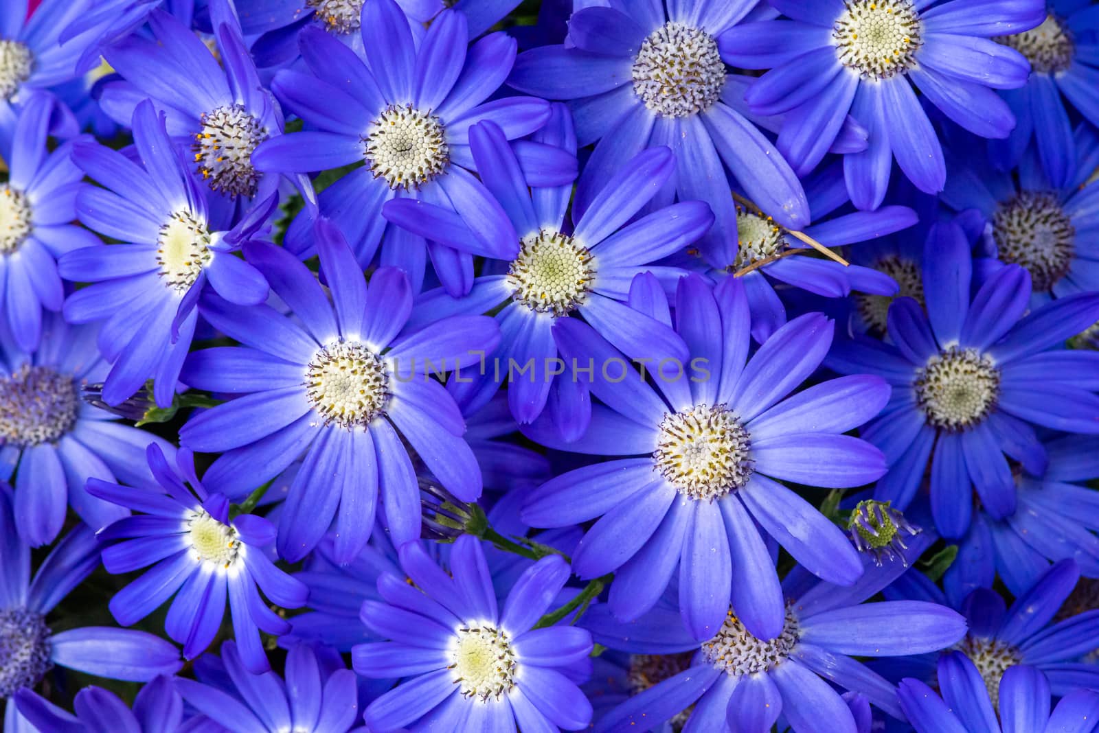 Common ragwort cineraria - Pericallis hybrida - blue flowerbed top view