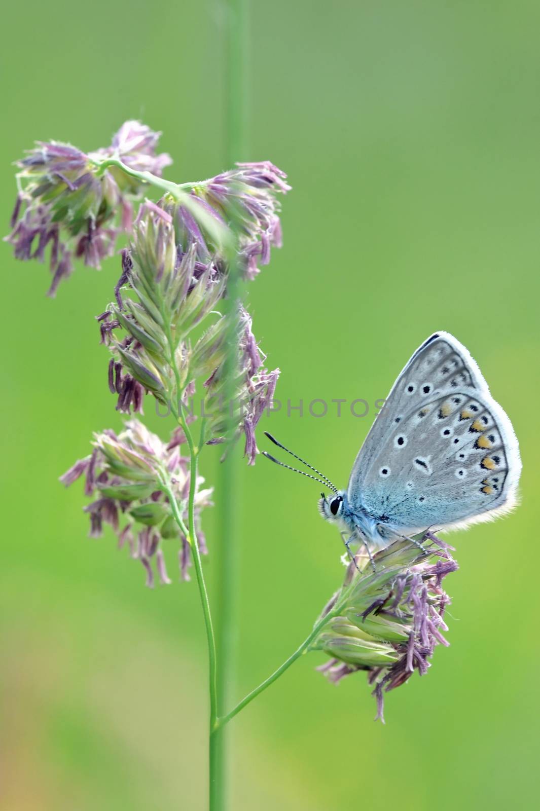Glaucopsyche alexis blue butterfly  Lycaenidae by mady70