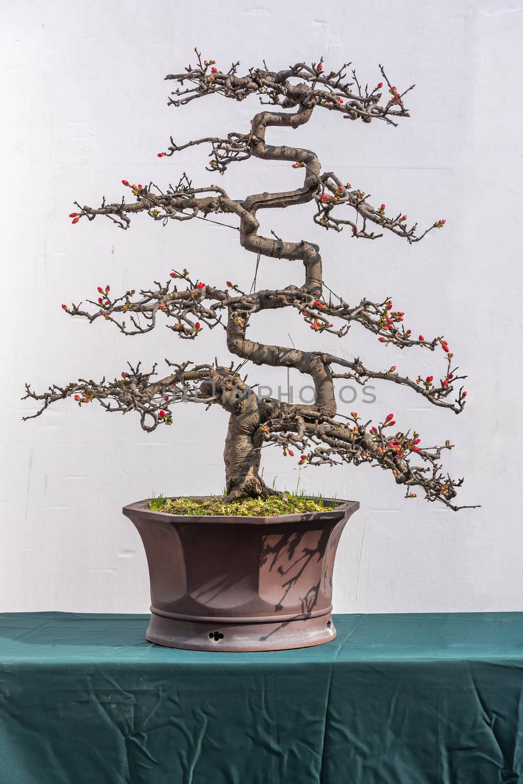 Twisted bonsai tree with red flower against white wall in China