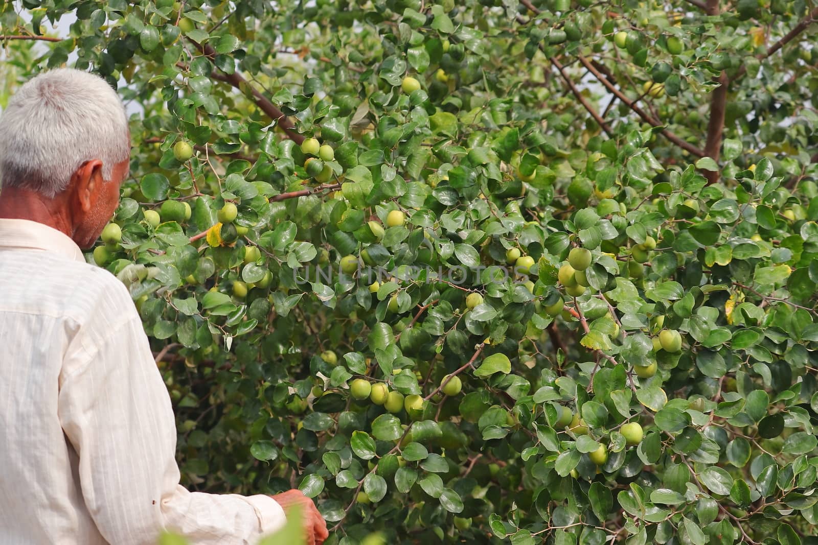 March 6, 2020. a senior asian farmer checking ripe jujube fruits in India, RAjasthan