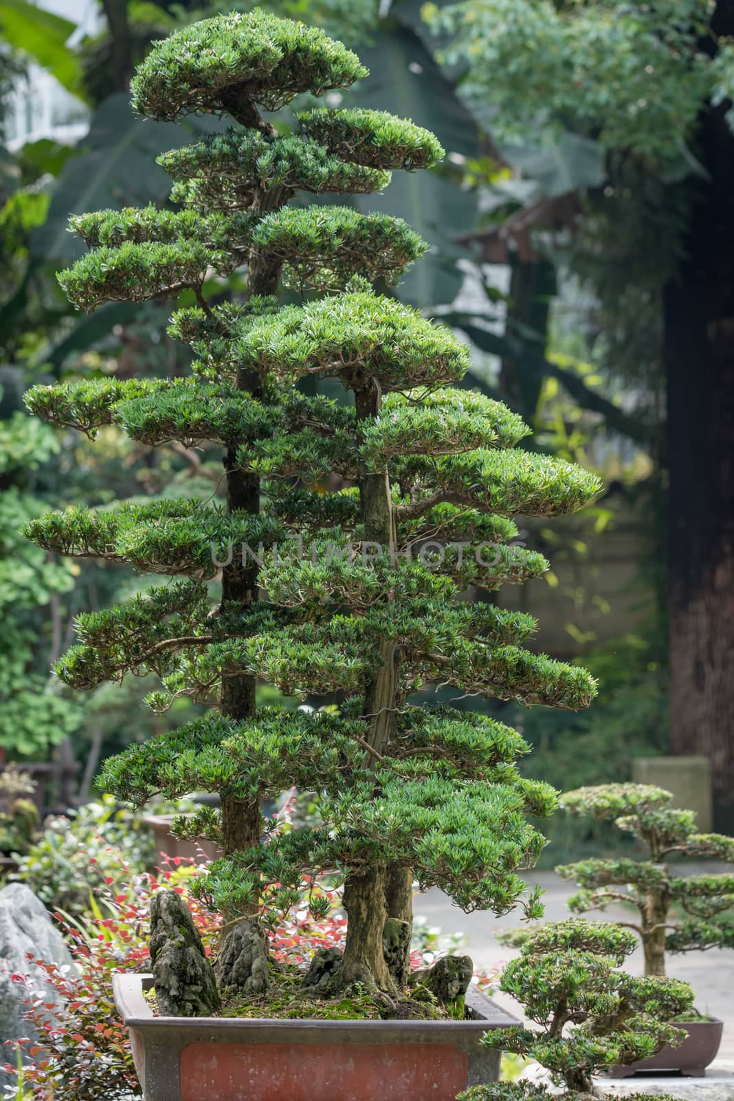 Pine bonsai trees in a pot in Baihuatan park, Chengdu, Sichuan province, China