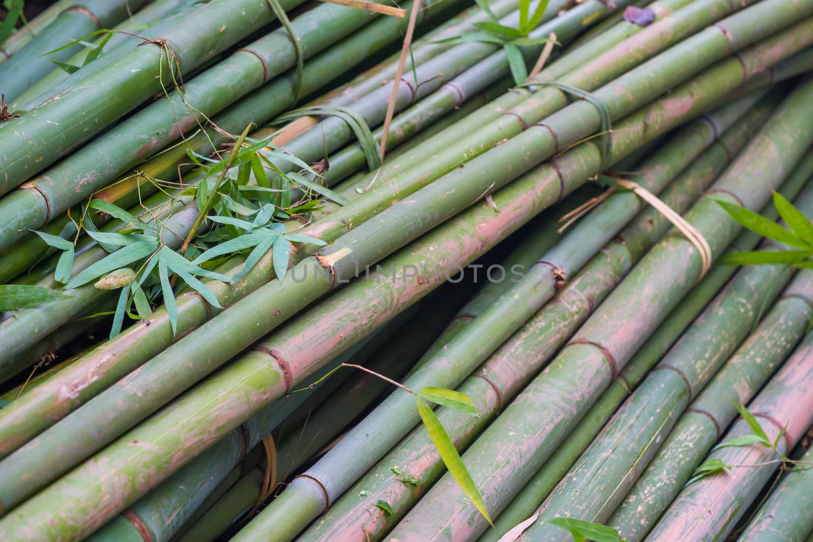 pile of bamboo trees close up in a chinese forest