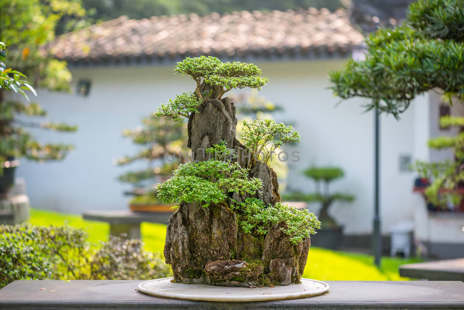Bonsai trees on a rock on a stone table in Baihuatan park, Chengdu, Sichuan province, China