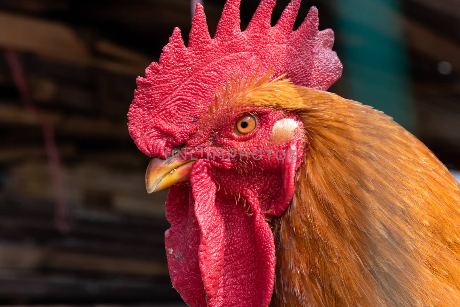 Cock looking at camera close-up portrait in China