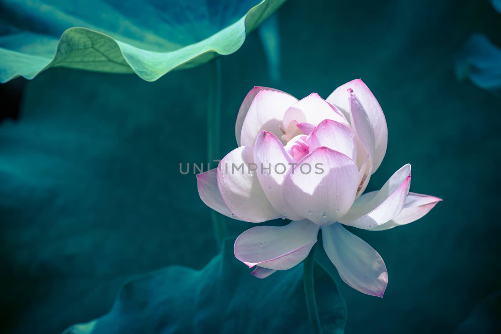 Lotus water lily surrounded by green leaves in Chengdu, Sichuan province, China