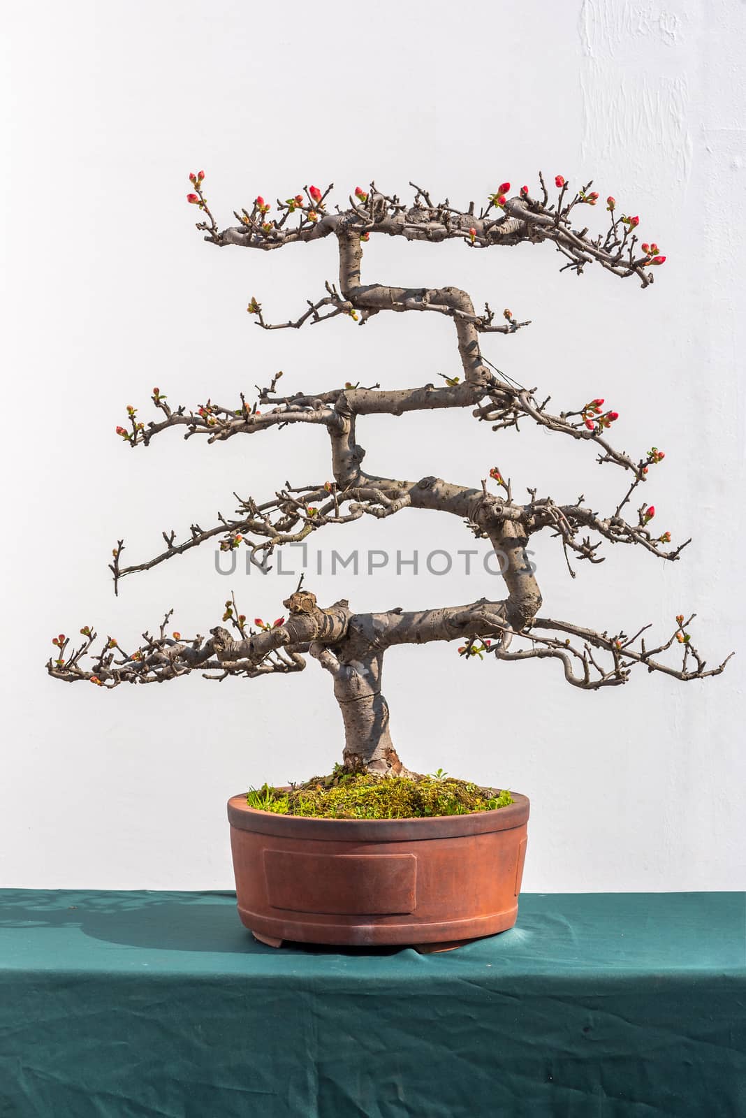 Twisted bonsai tree with red flower against white wall in China