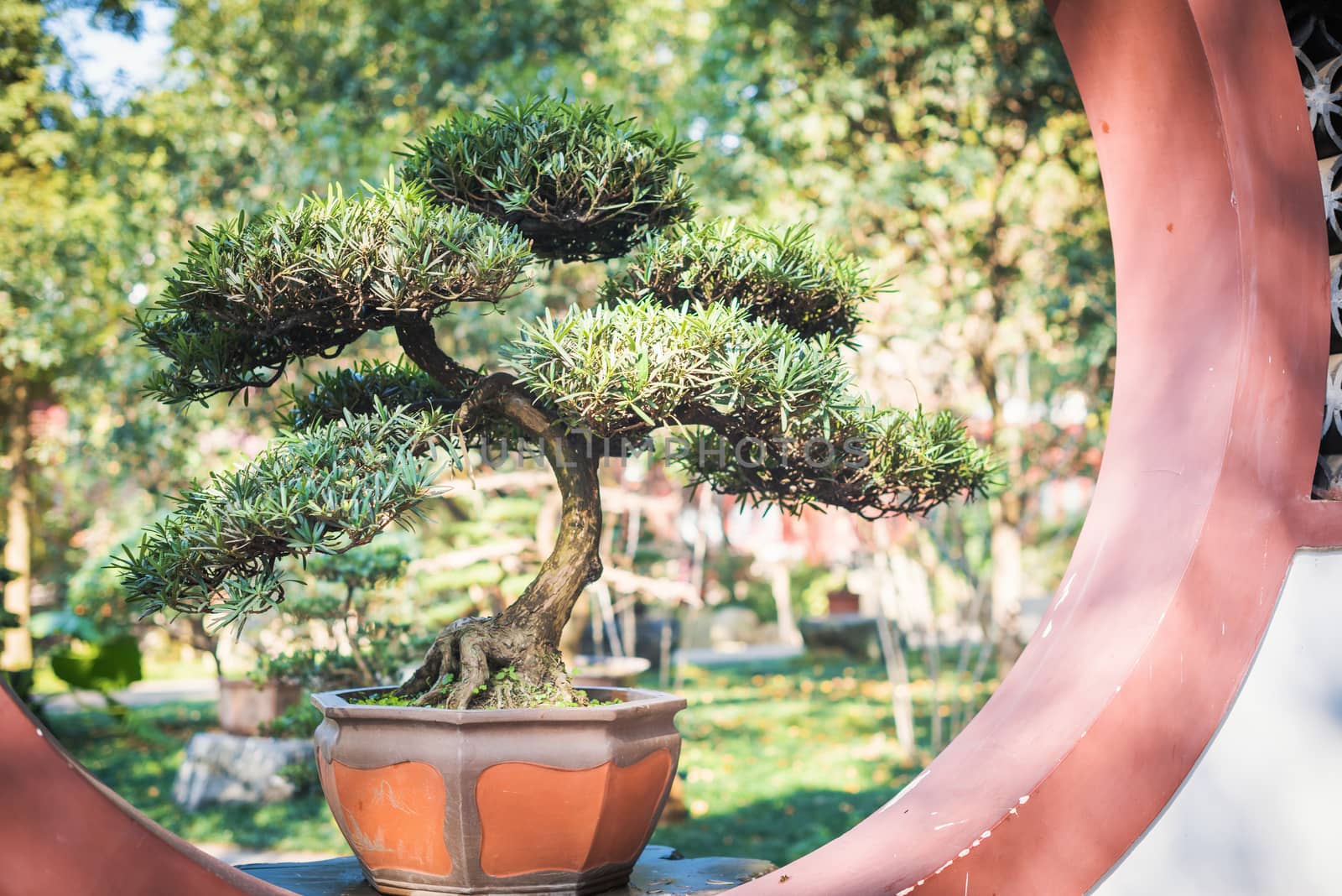 Bonsai tree on a red circle window in a park