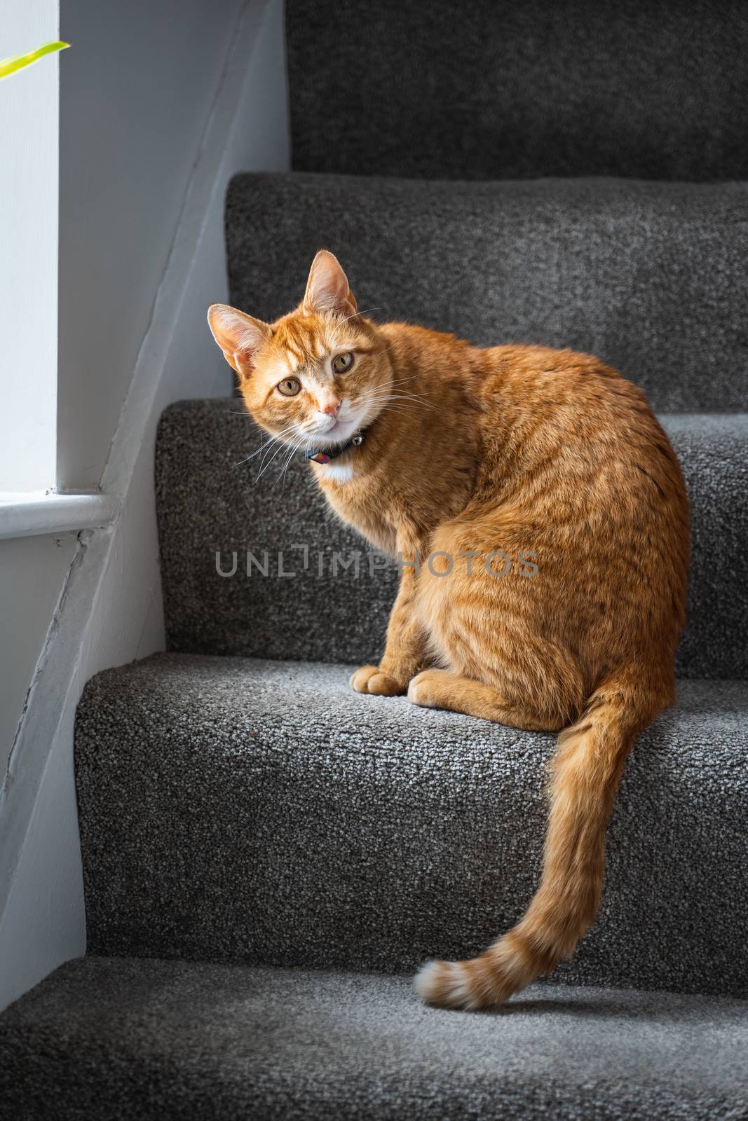 A portrait of an adorable young domestic ginger tabby cat sat at home sat on the staircase