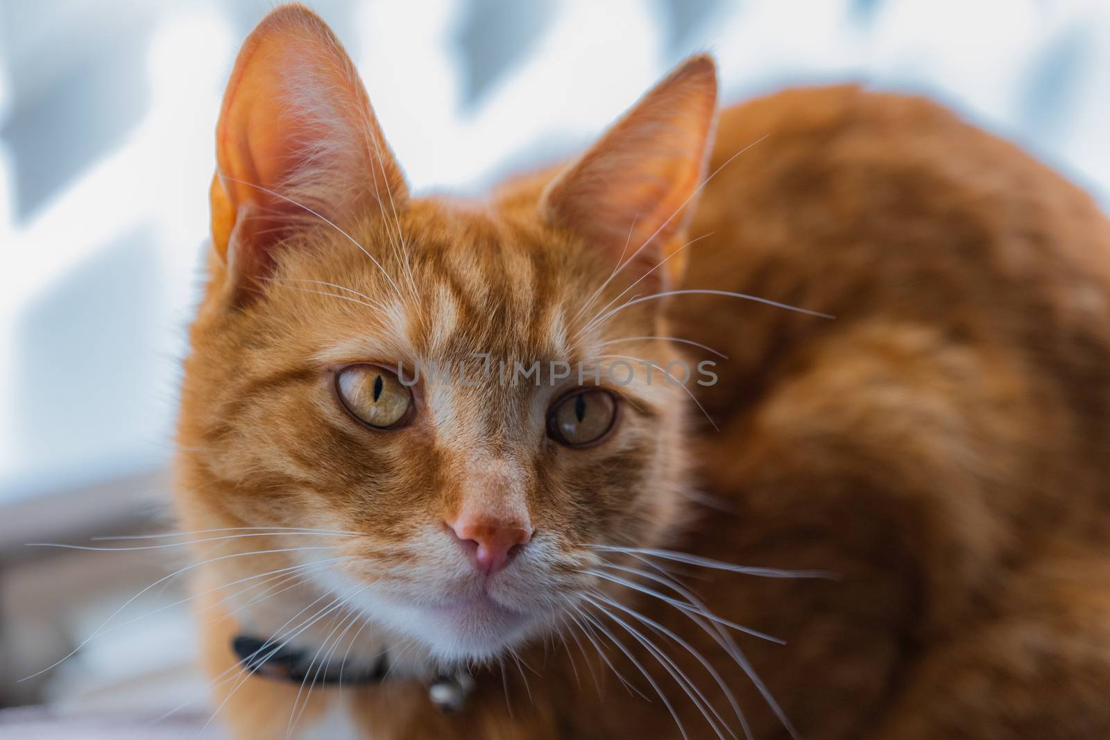 A portrait of an adorable young domestic ginger tabby cat sat at home on the back of a sofa against a window