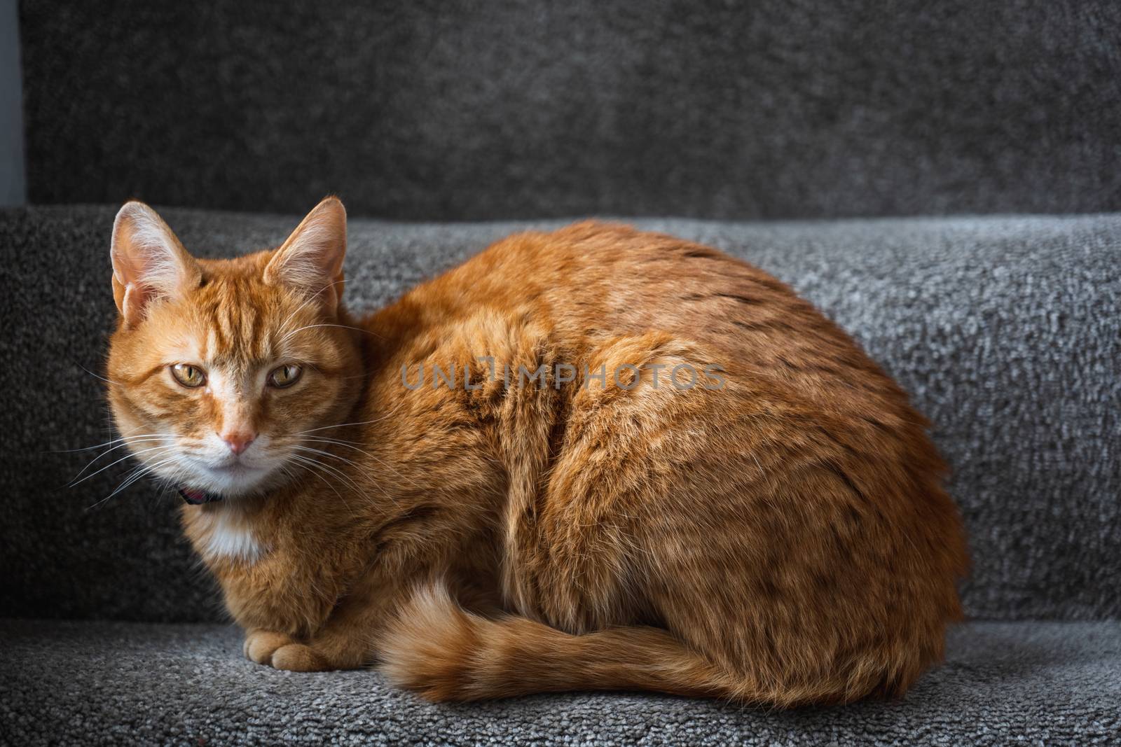 A portrait of an adorable young domestic ginger tabby cat sat at home sat on the staircase