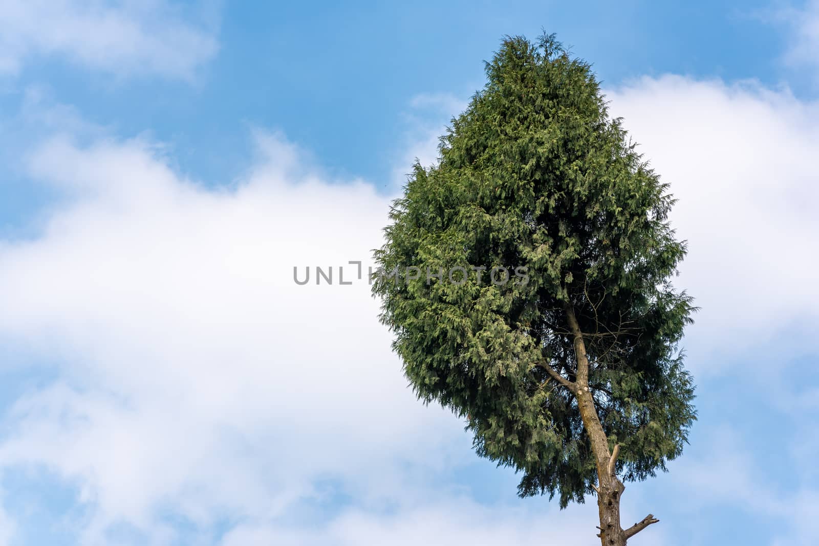 Pine tree against blue sky and white clouds in Chengdu, Sichuan province, China