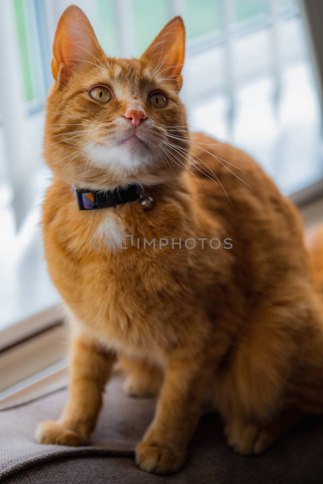 A portrait of an adorable young domestic ginger tabby cat sat at home on the back of a sofa against a window