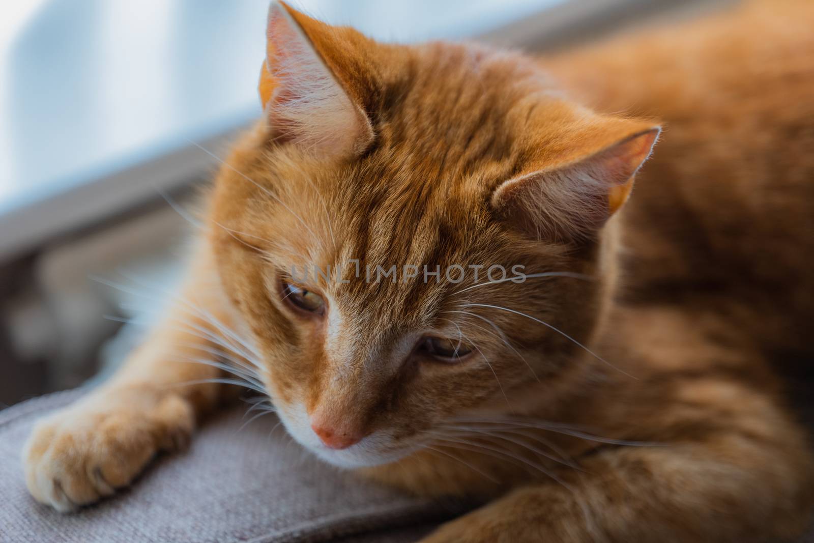 A portrait of an adorable young domestic ginger tabby cat sat at home on the back of a sofa against a window