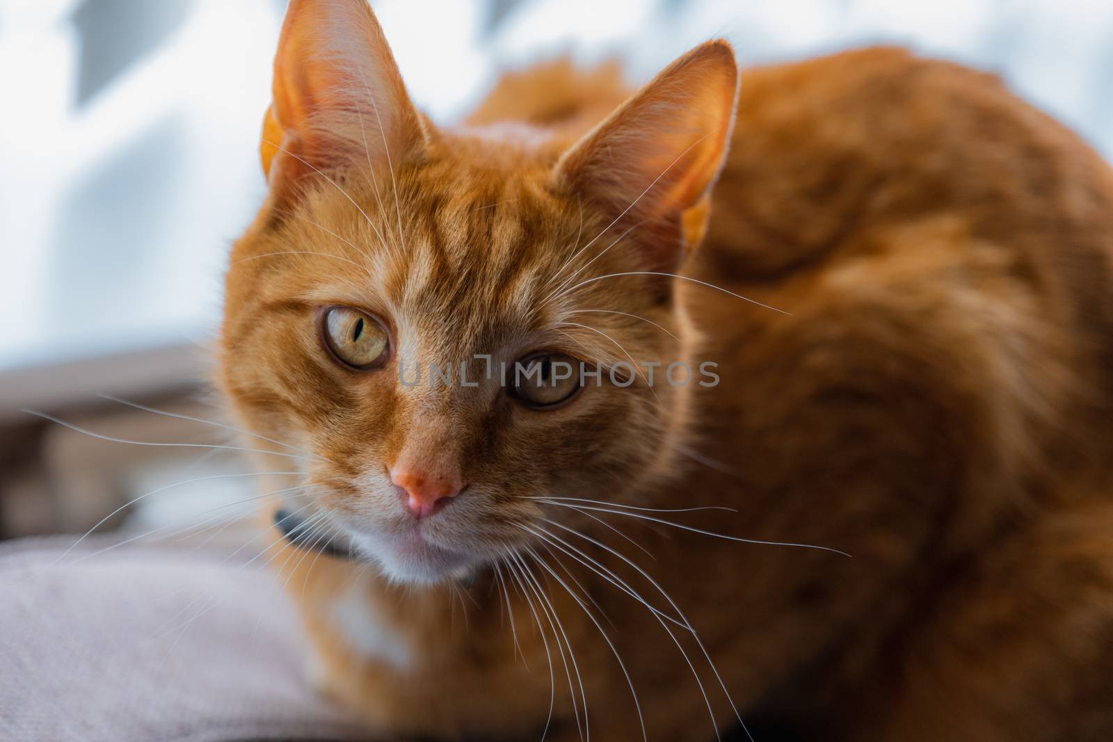 A portrait of an adorable young domestic ginger tabby cat sat at home on the back of a sofa against a window