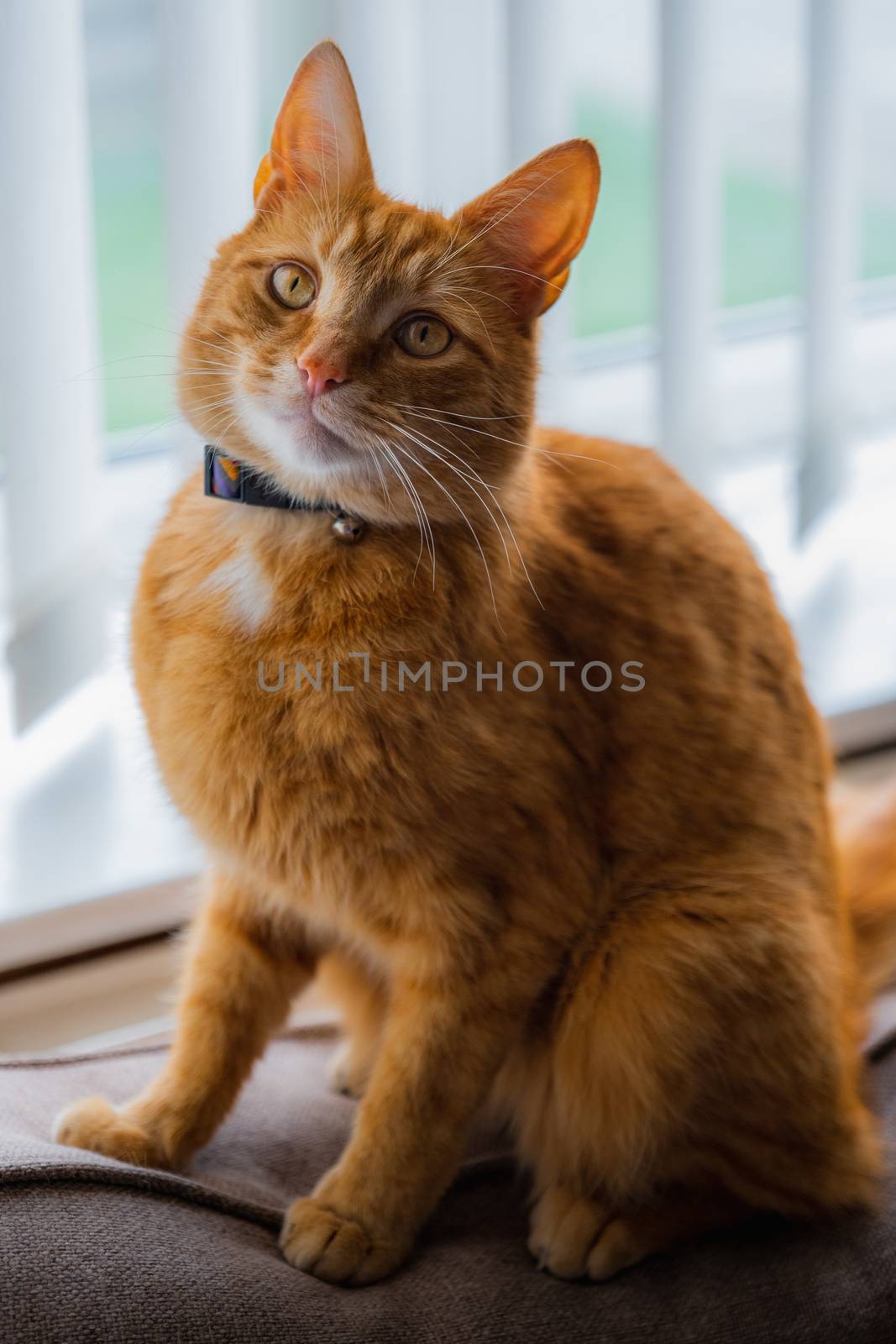 A portrait of an adorable young domestic ginger tabby cat sat at home on the back of a sofa against a window