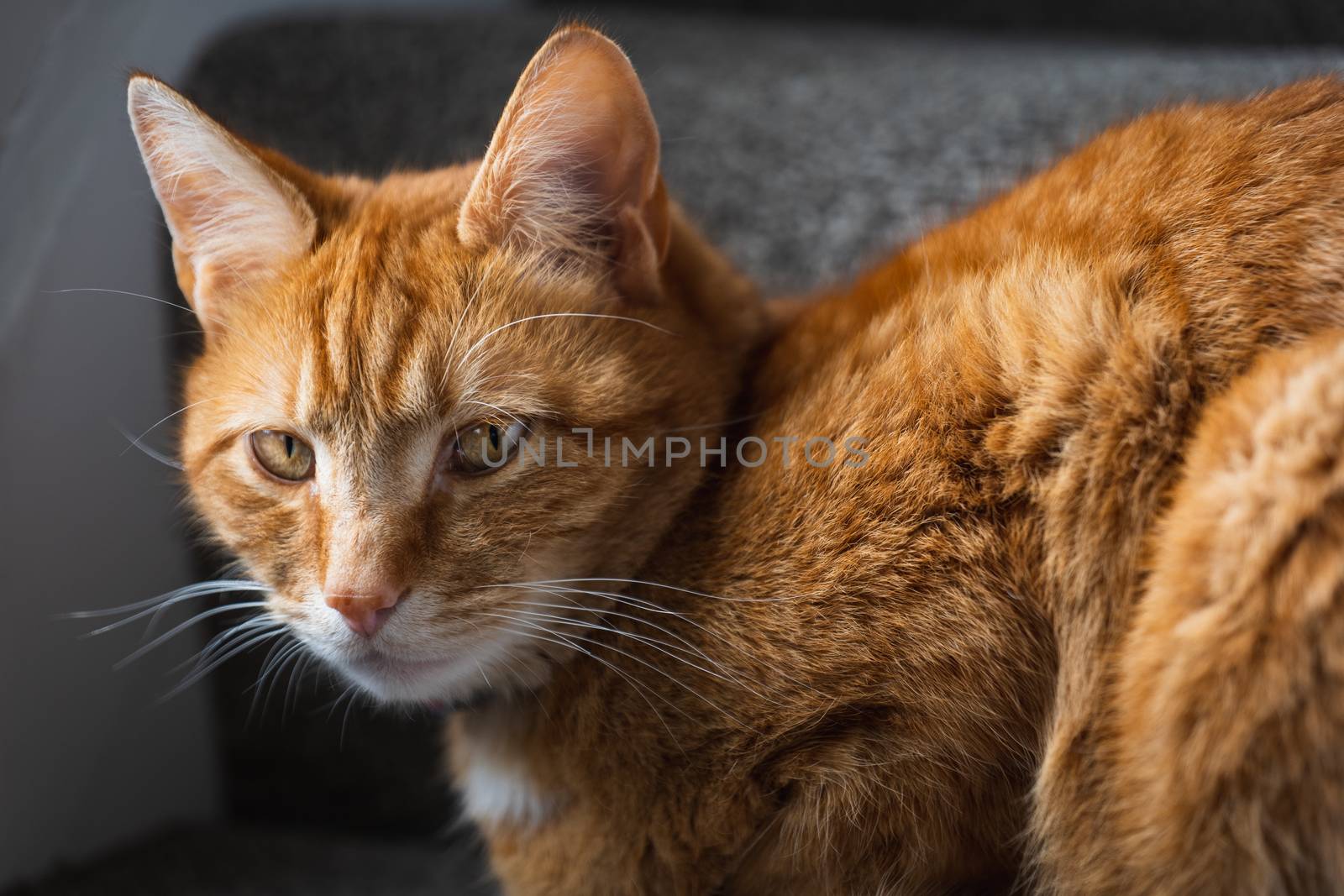 A portrait of an adorable young domestic ginger tabby cat sat at home sat on the staircase