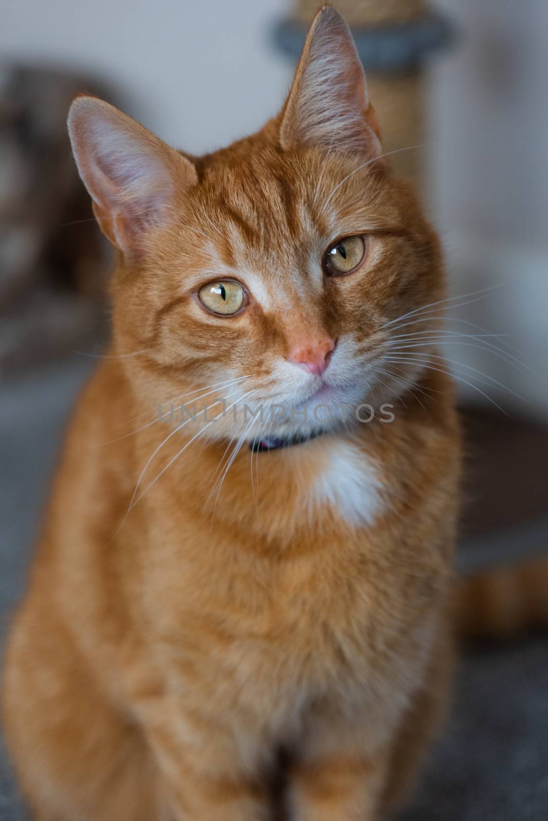 A portrait of an adorable young domestic ginger tabby cat sat at home next to his scratching post