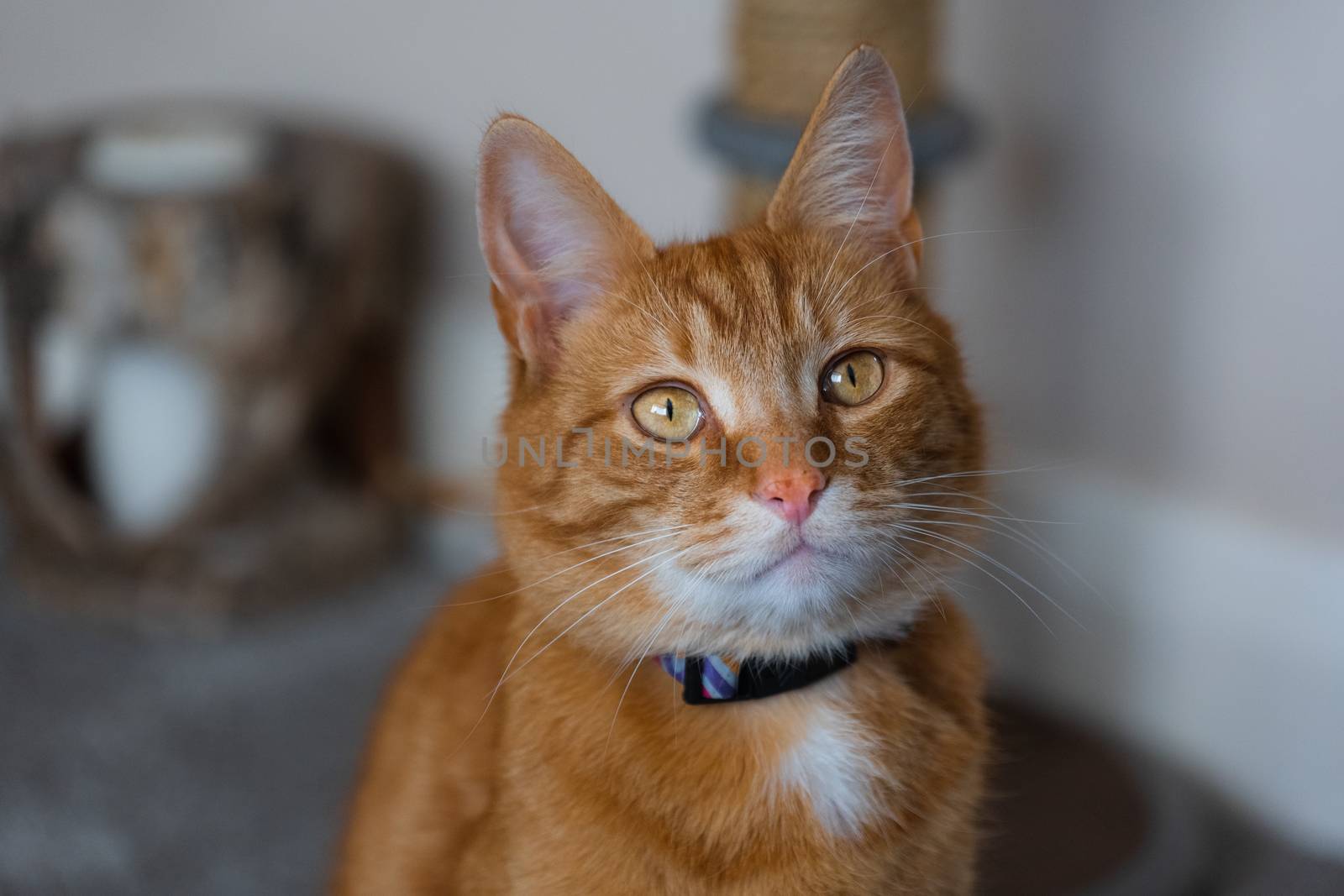A portrait of an adorable young domestic ginger tabby cat sat at home next to his scratching post