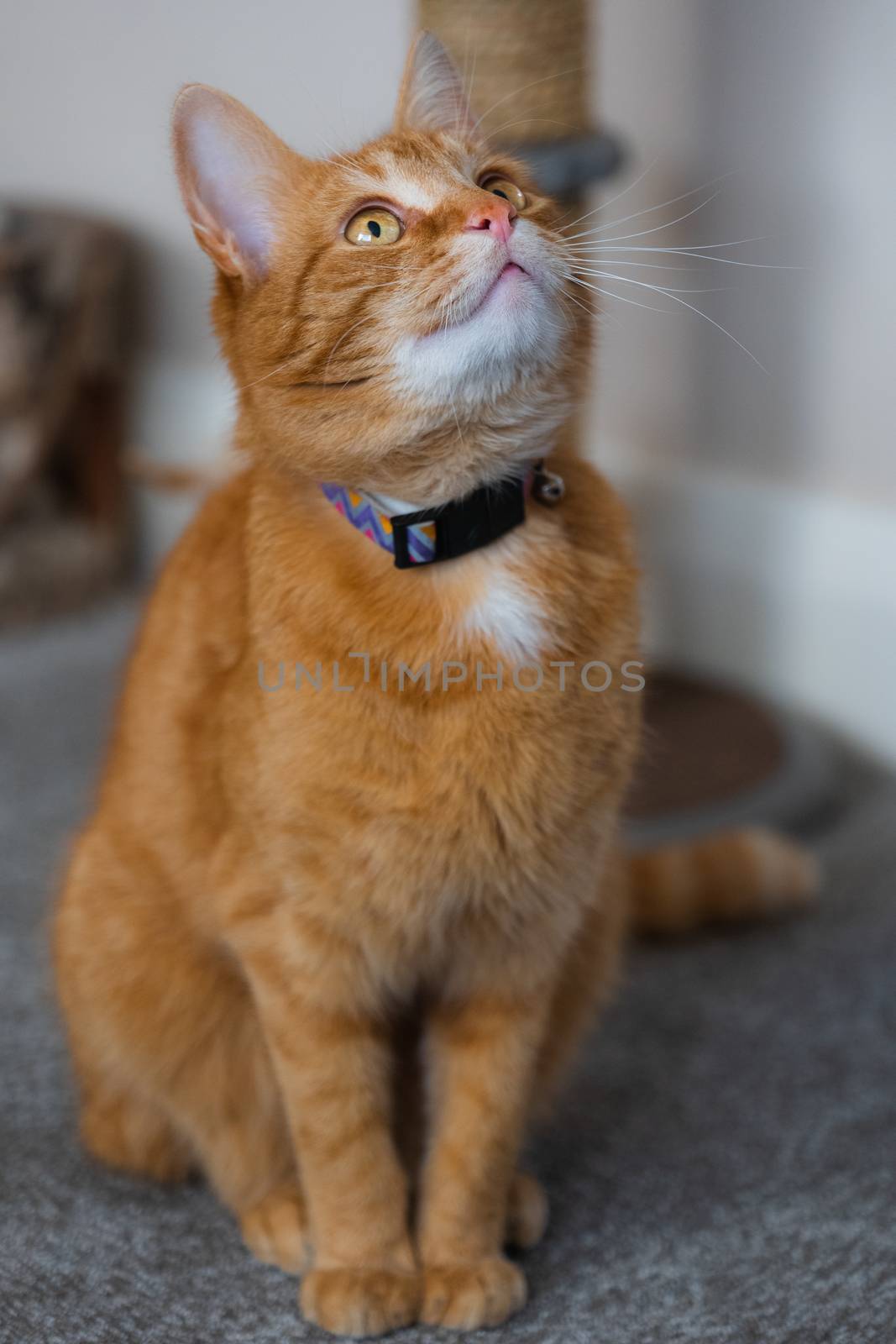 A portrait of an adorable young domestic ginger tabby cat sat at home next to his scratching post looking excitable