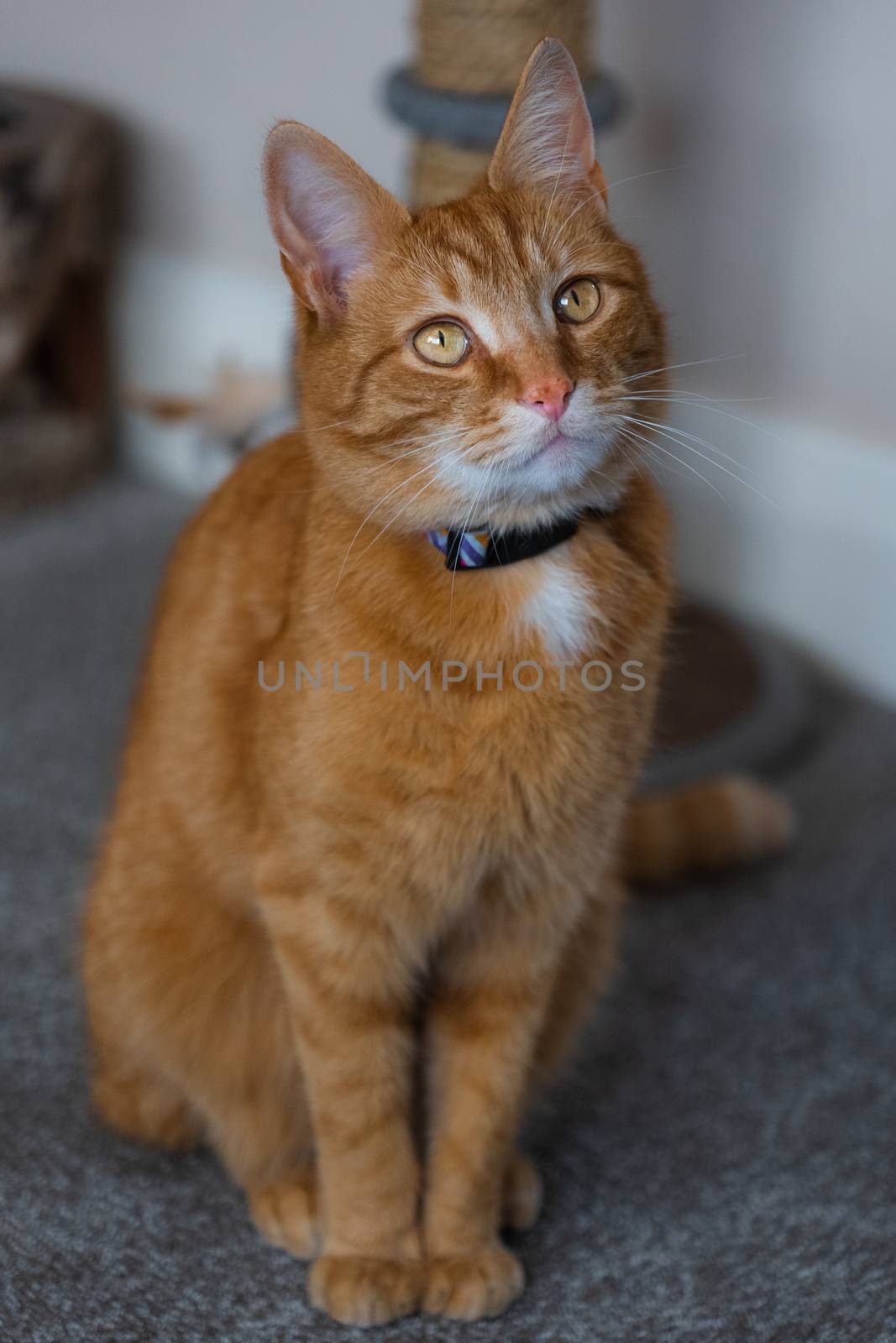 A portrait of an adorable young domestic ginger tabby cat sat at home next to his scratching post