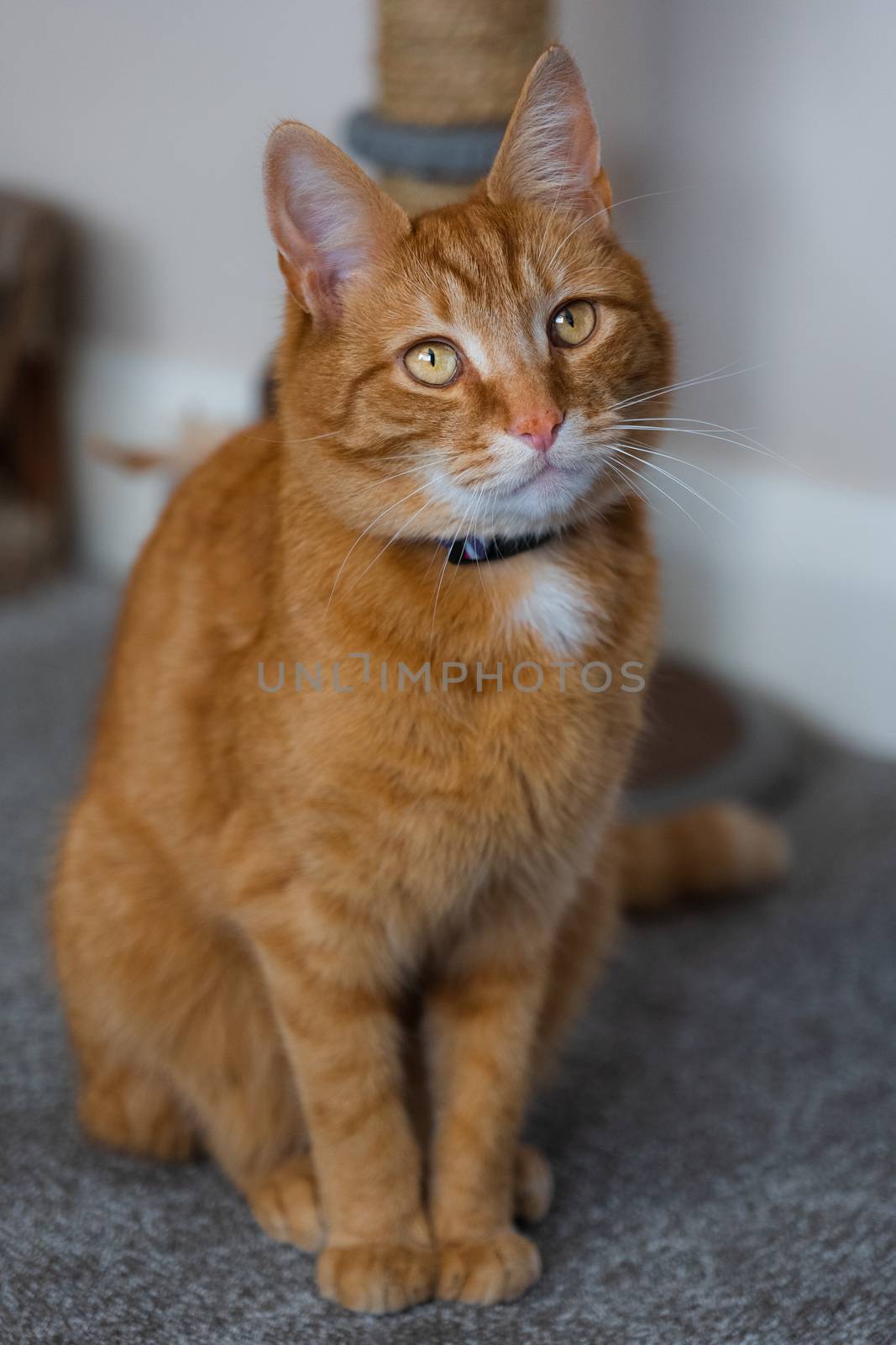 A portrait of an adorable young domestic ginger tabby cat sat at home next to his scratching post