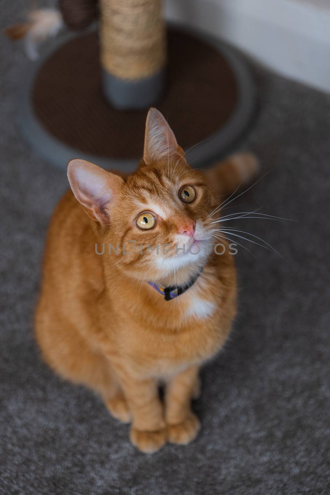 A portrait of an adorable young domestic ginger tabby cat sat at home next to his scratching post looking excitable