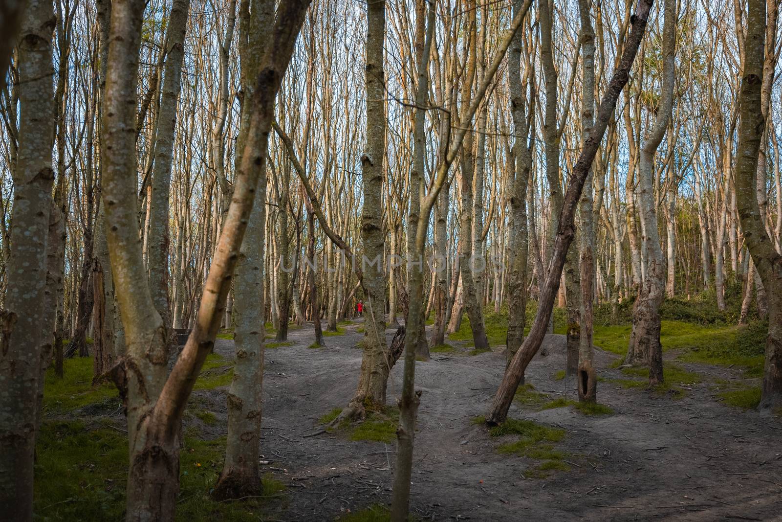 A dense woodland area with tall thin narrow trees and the sunlight shining between