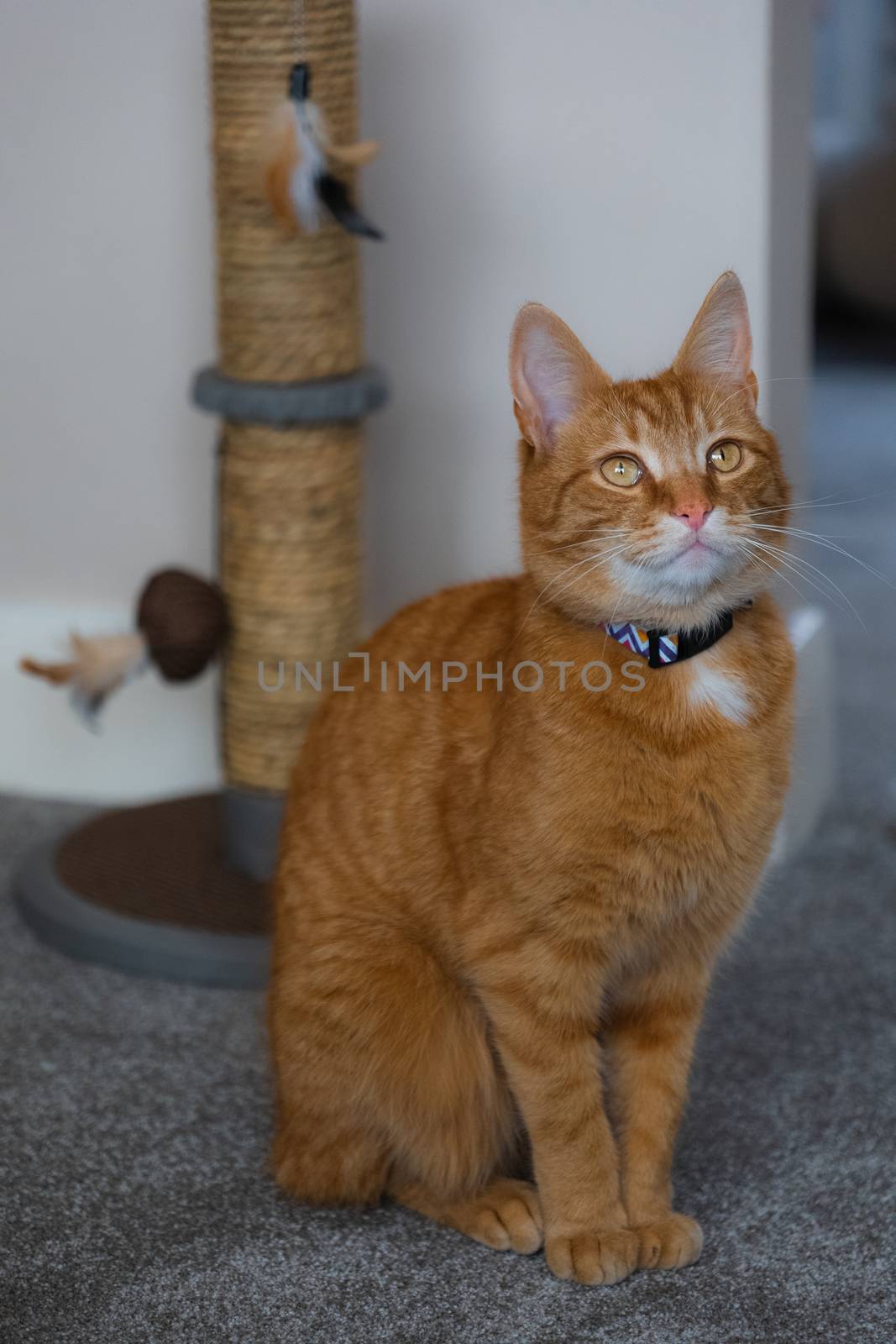 A portrait of an adorable young domestic ginger tabby cat sat at home next to his scratching post