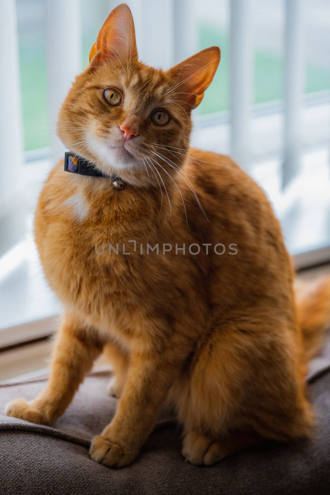 A portrait of an adorable young domestic ginger tabby cat sat at home on the back of a sofa against a window