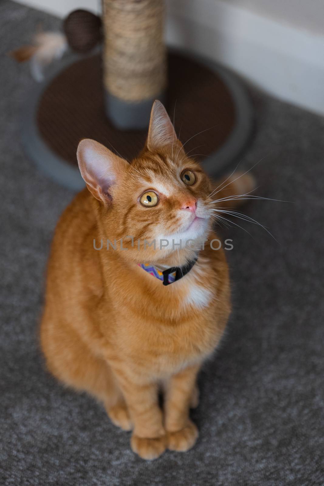 A portrait of an adorable young domestic ginger tabby cat sat at home next to his scratching post looking excitable