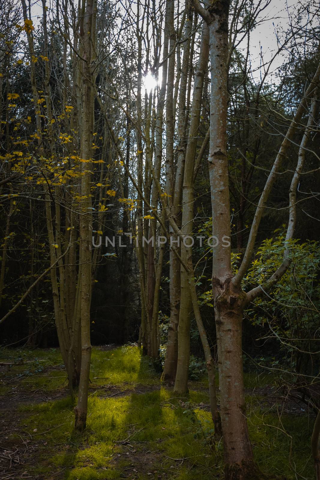 A dense woodland area with tall thin narrow trees and the sunlight shining between